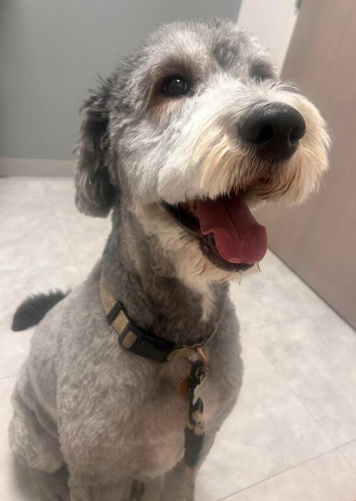Kevin and Dwayne, an adoptable Sheepadoodle in Carson City, NV, 89701 | Photo Image 5