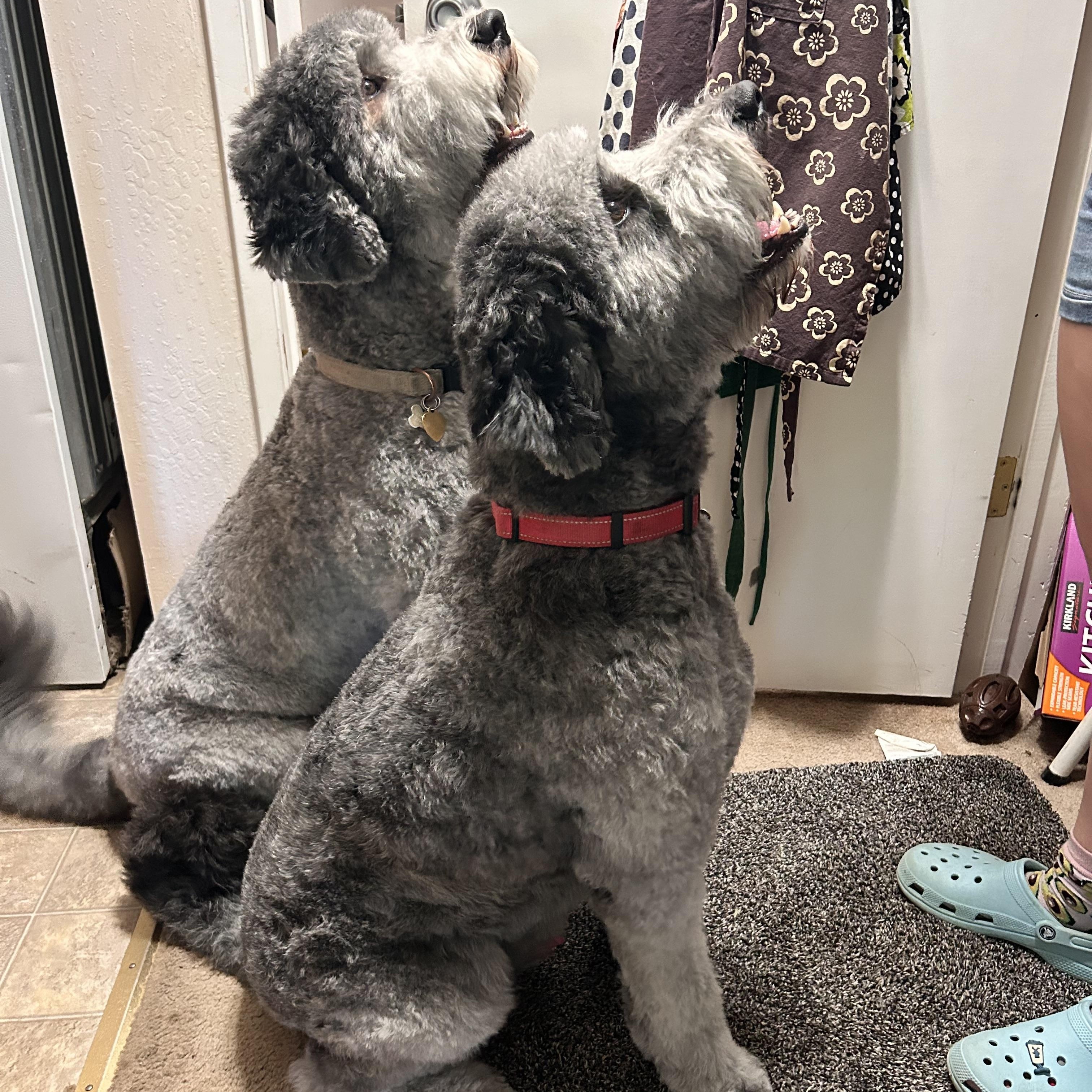 Kevin and Dwayne, an adoptable Sheepadoodle in Carson City, NV, 89701 | Photo Image 1