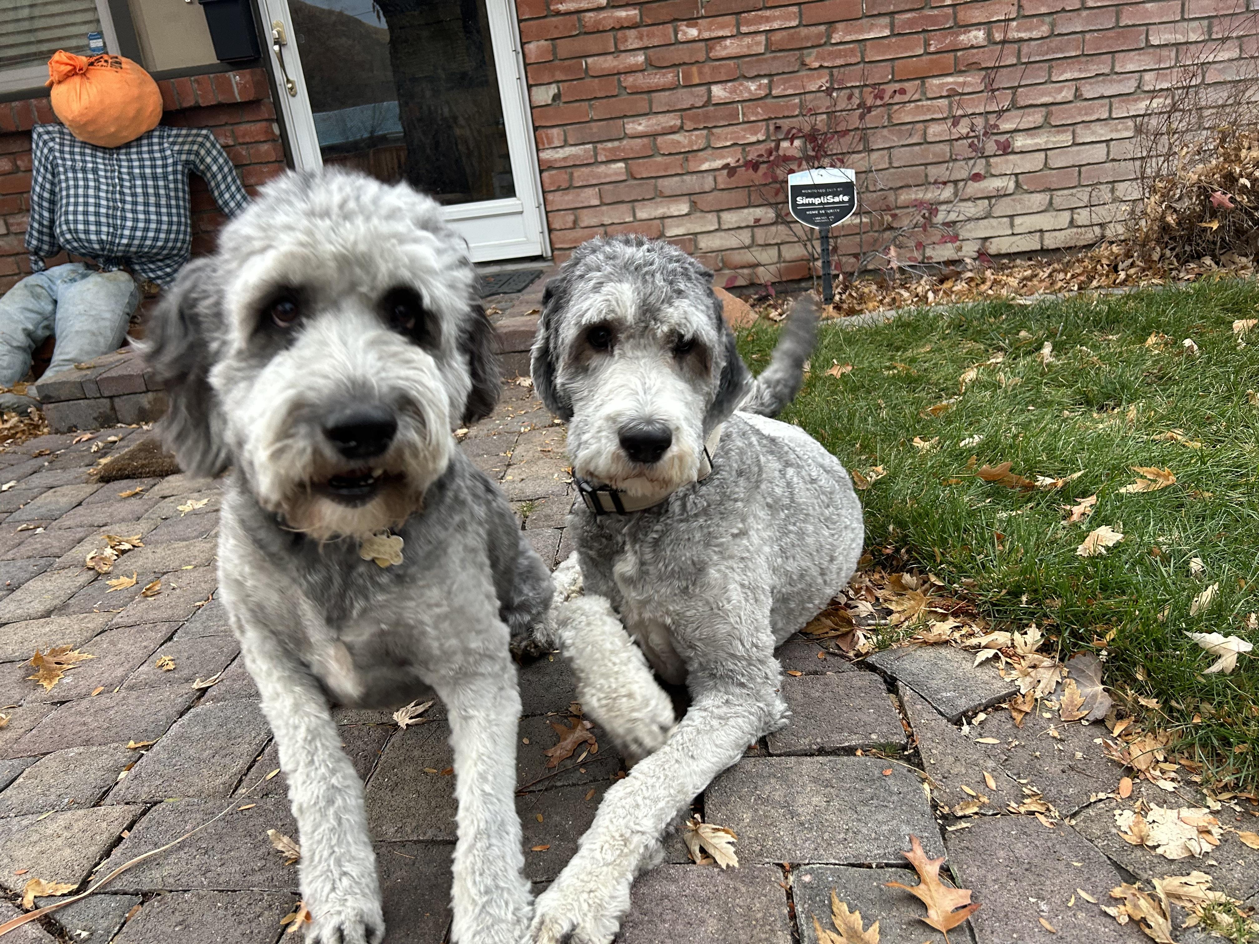 Kevin and Dwayne, an adoptable Sheepadoodle in Carson City, NV, 89701 | Photo Image 2