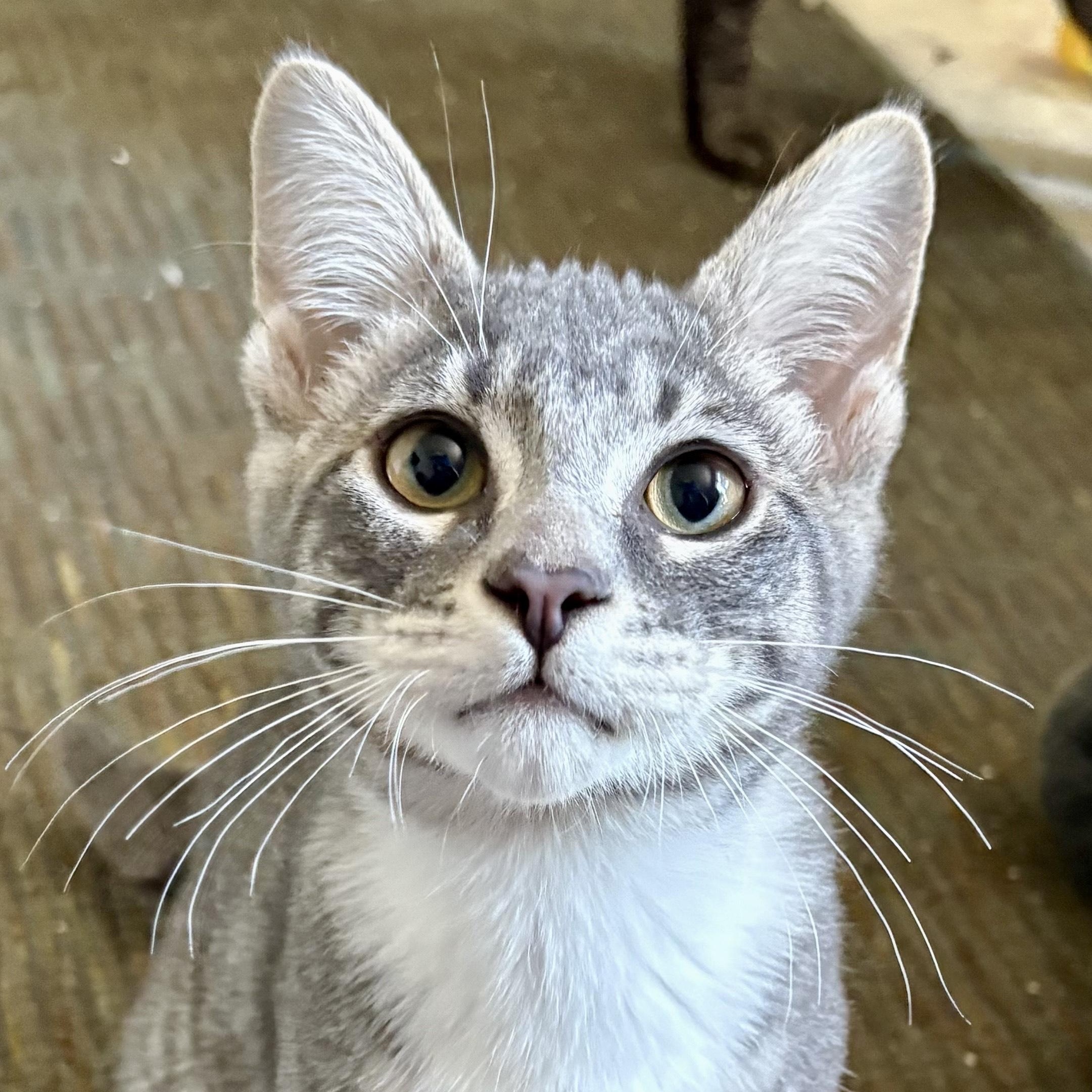 Rowen, Adoptable, Young Male Domestic Short Hair.