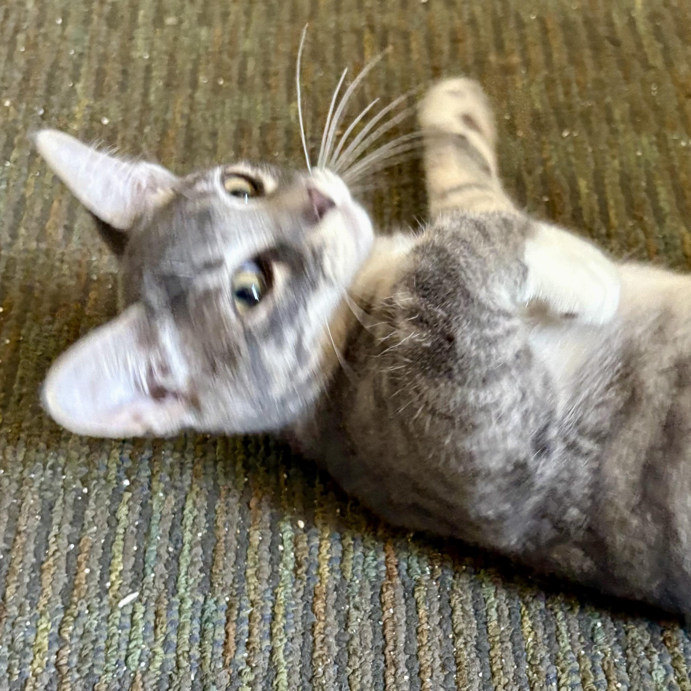 Rowen, a Adoptable mixed breed in Silverton, OR image 2/3