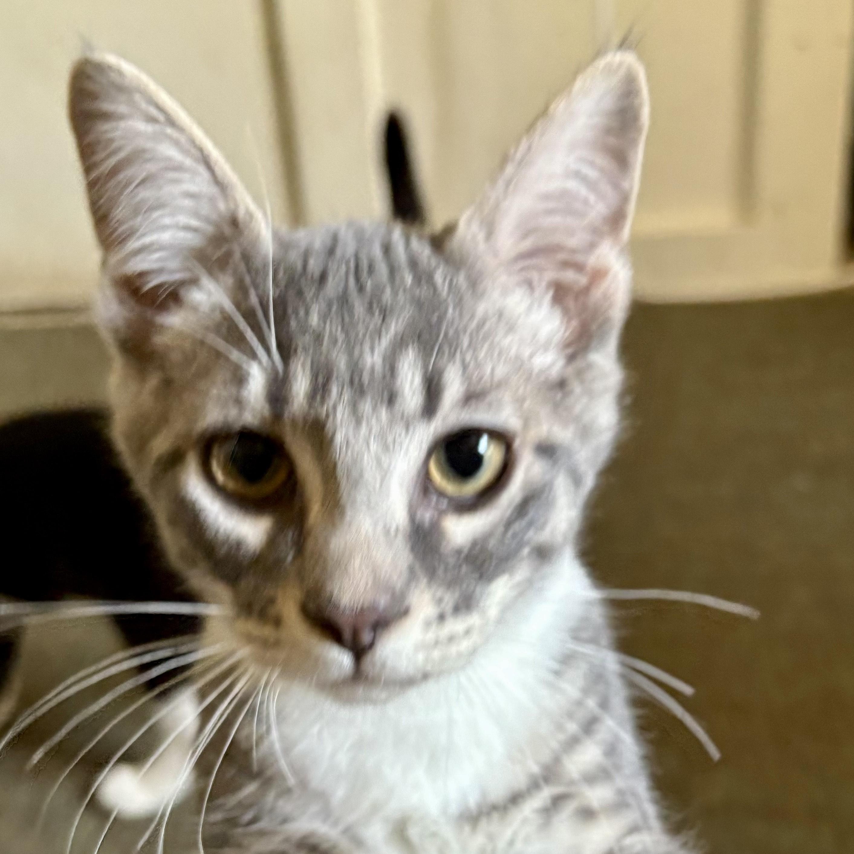 Rowen, a Adoptable mixed breed in Silverton, OR image 3/3