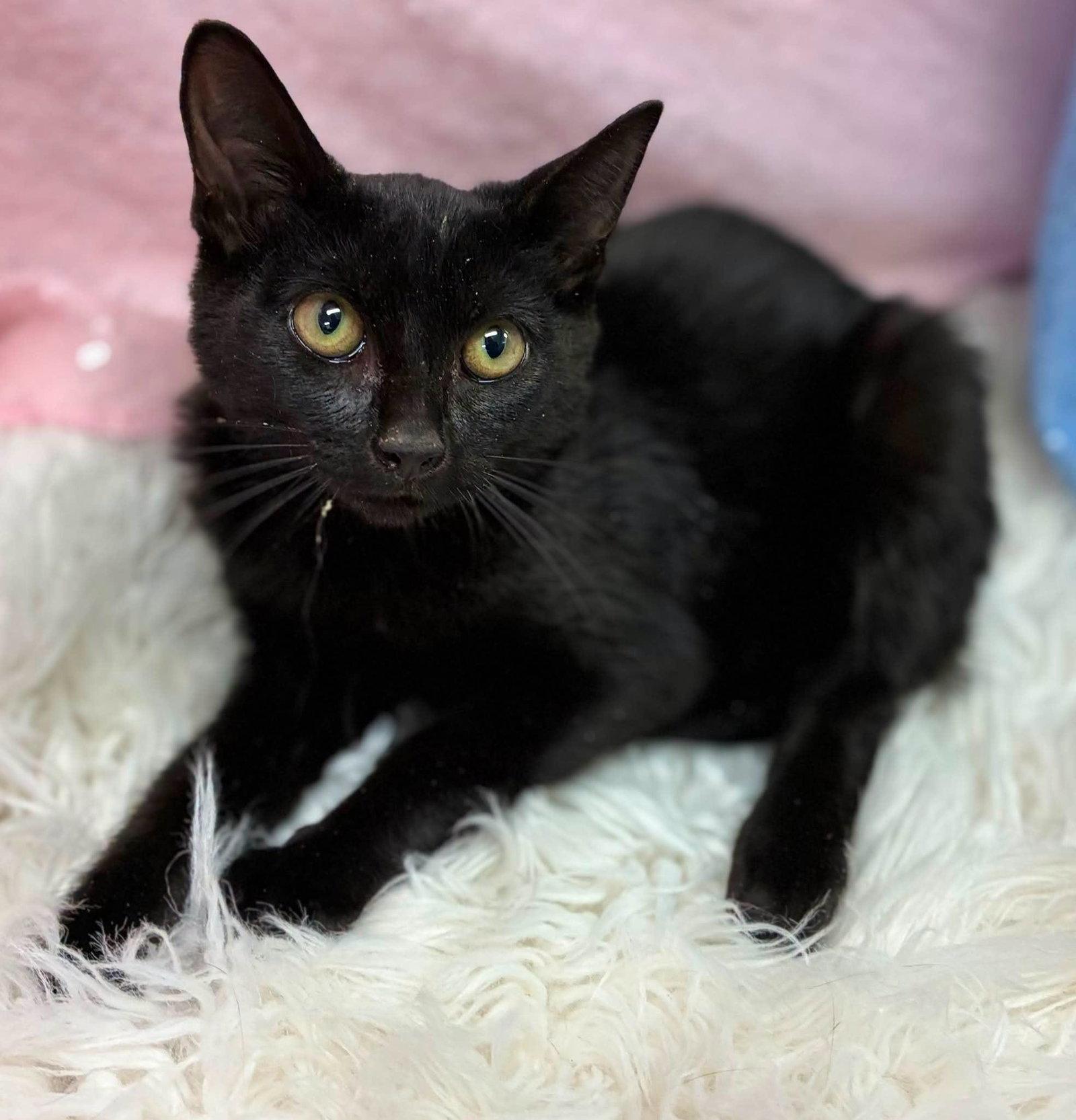 Enlarge Sorry, a Adoptable Domestic Short Hair in Clarkesville, GA image 1/1