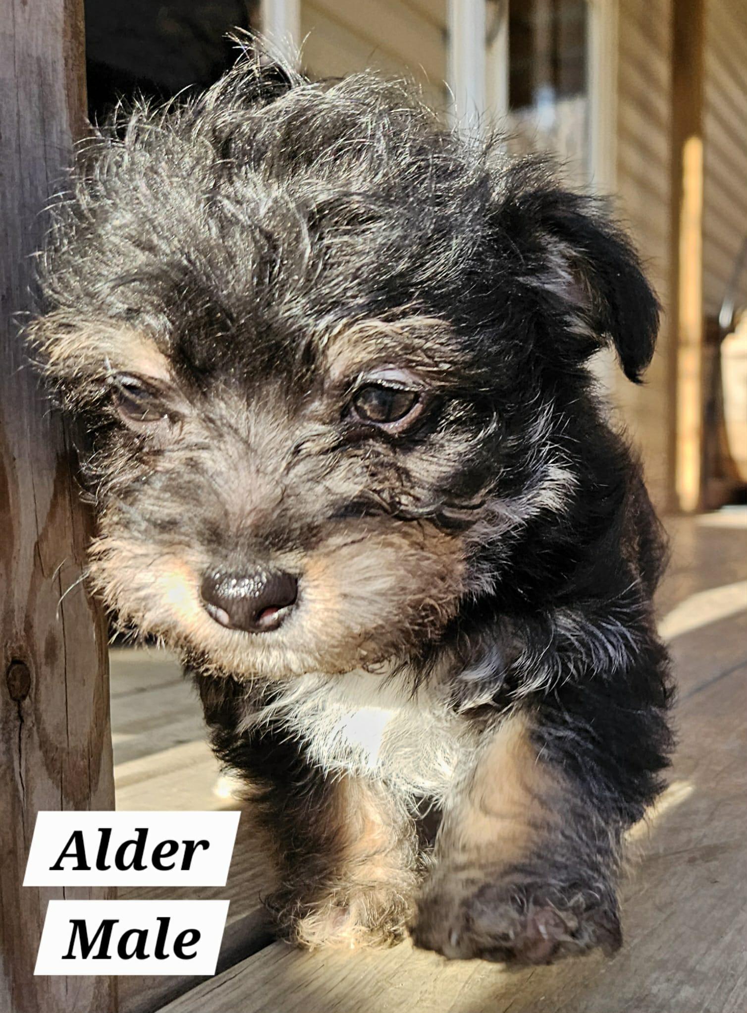 Enlarge Alder, a Adopted mixed breed in Richmond, KY image 1/6