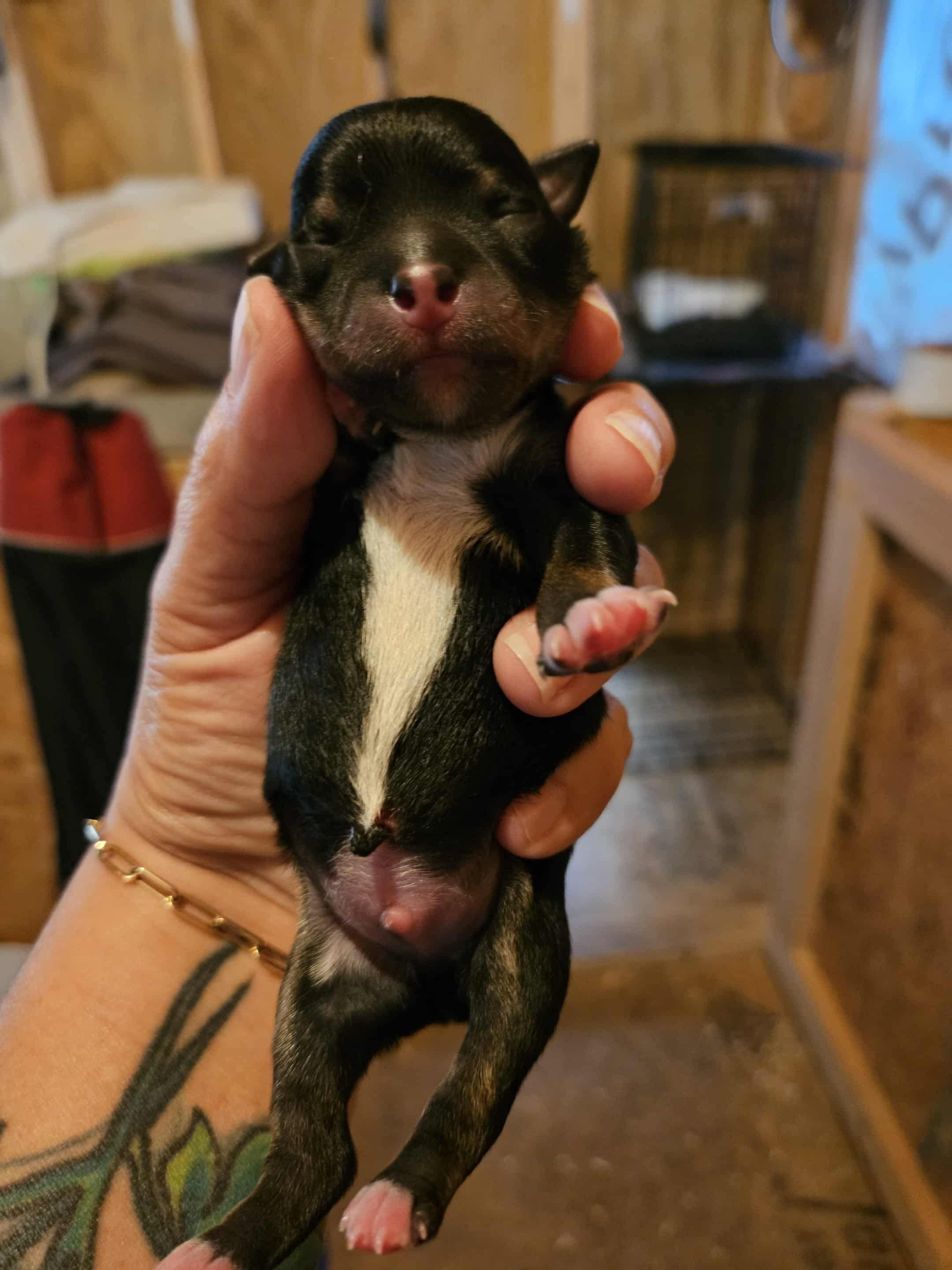 Enlarge Alder, a Adopted mixed breed in Richmond, KY image 2/6