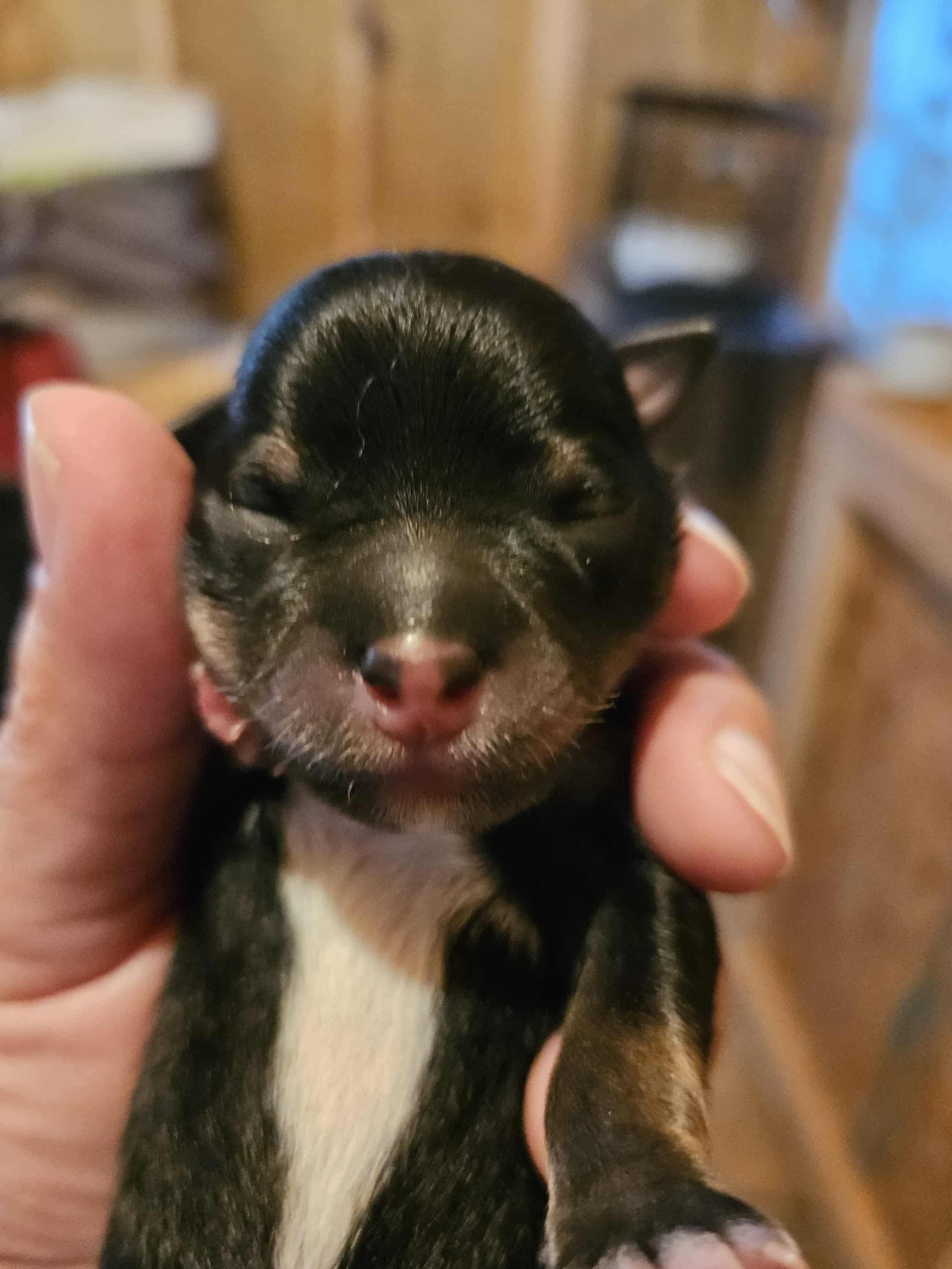 Enlarge Alder, a Adopted mixed breed in Richmond, KY image 3/6