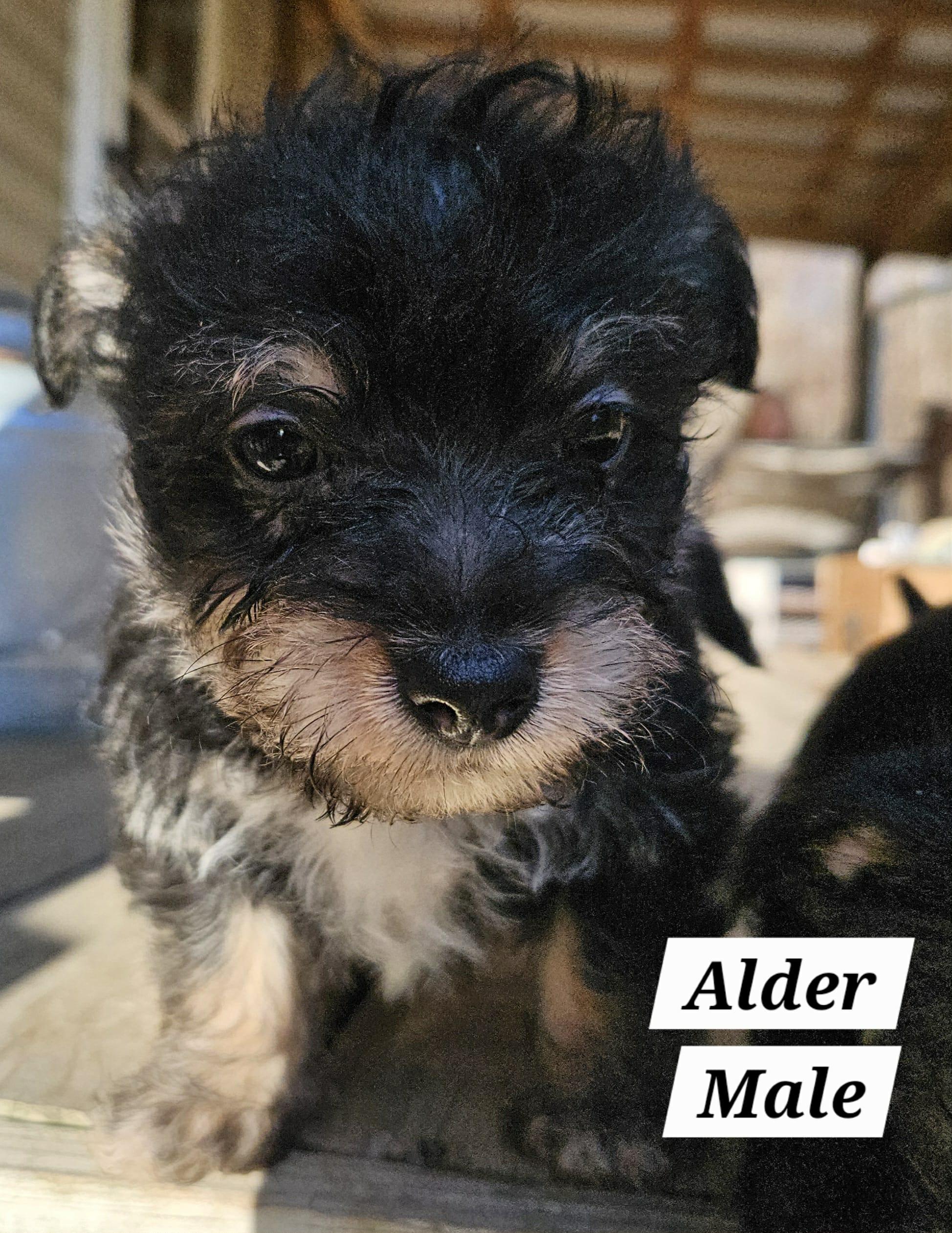 Enlarge Alder, a Adopted mixed breed in Richmond, KY image 4/6