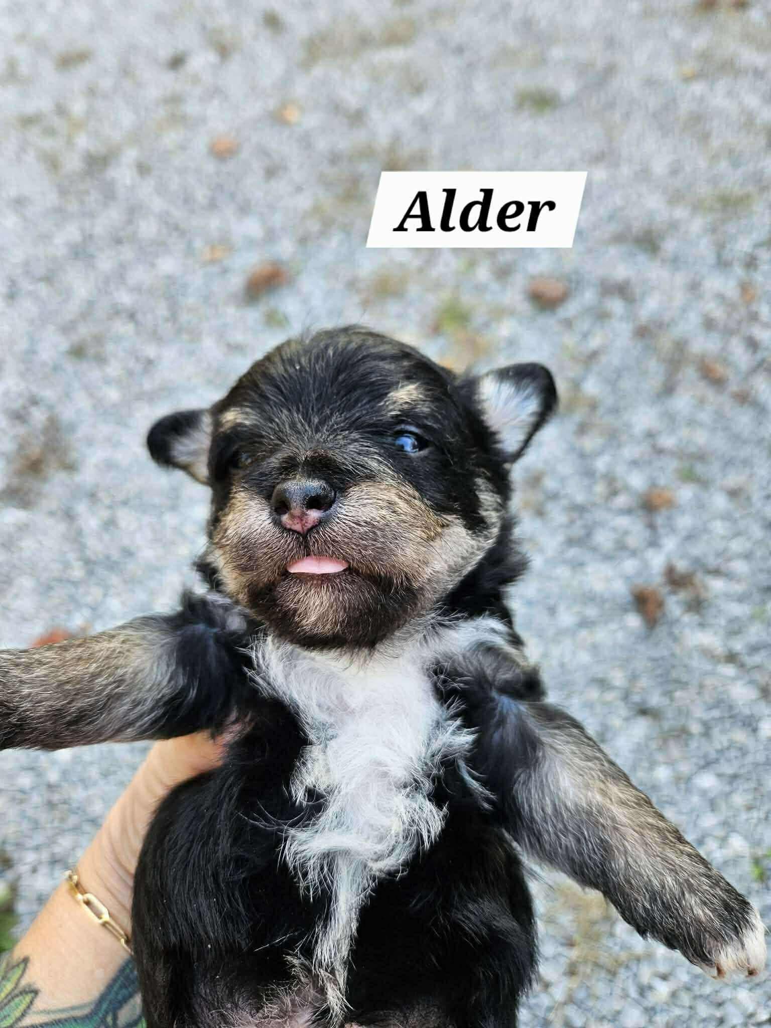 Enlarge Alder, a Adopted mixed breed in Richmond, KY image 5/6