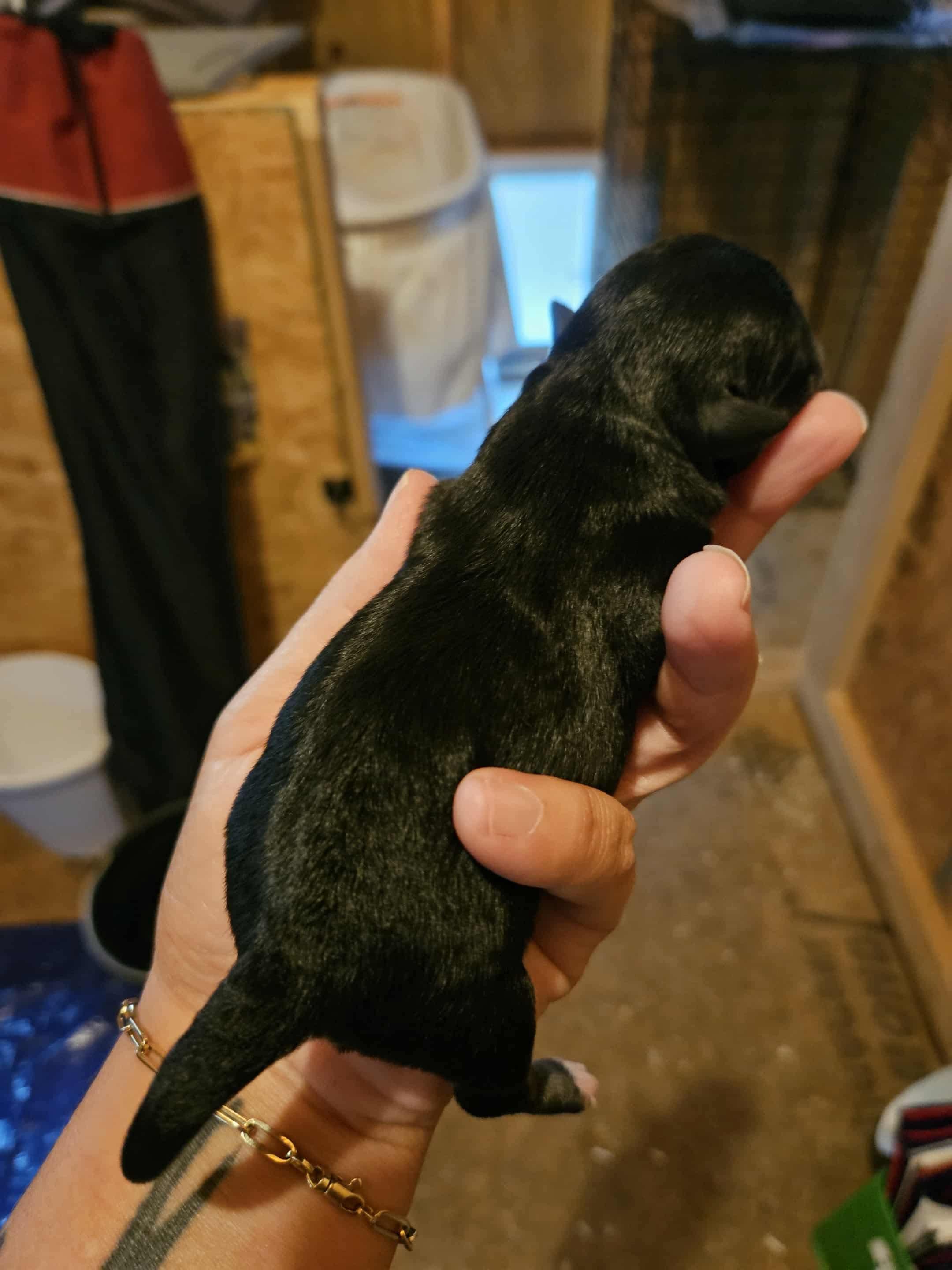 Enlarge Alder, a Adopted mixed breed in Richmond, KY image 6/6