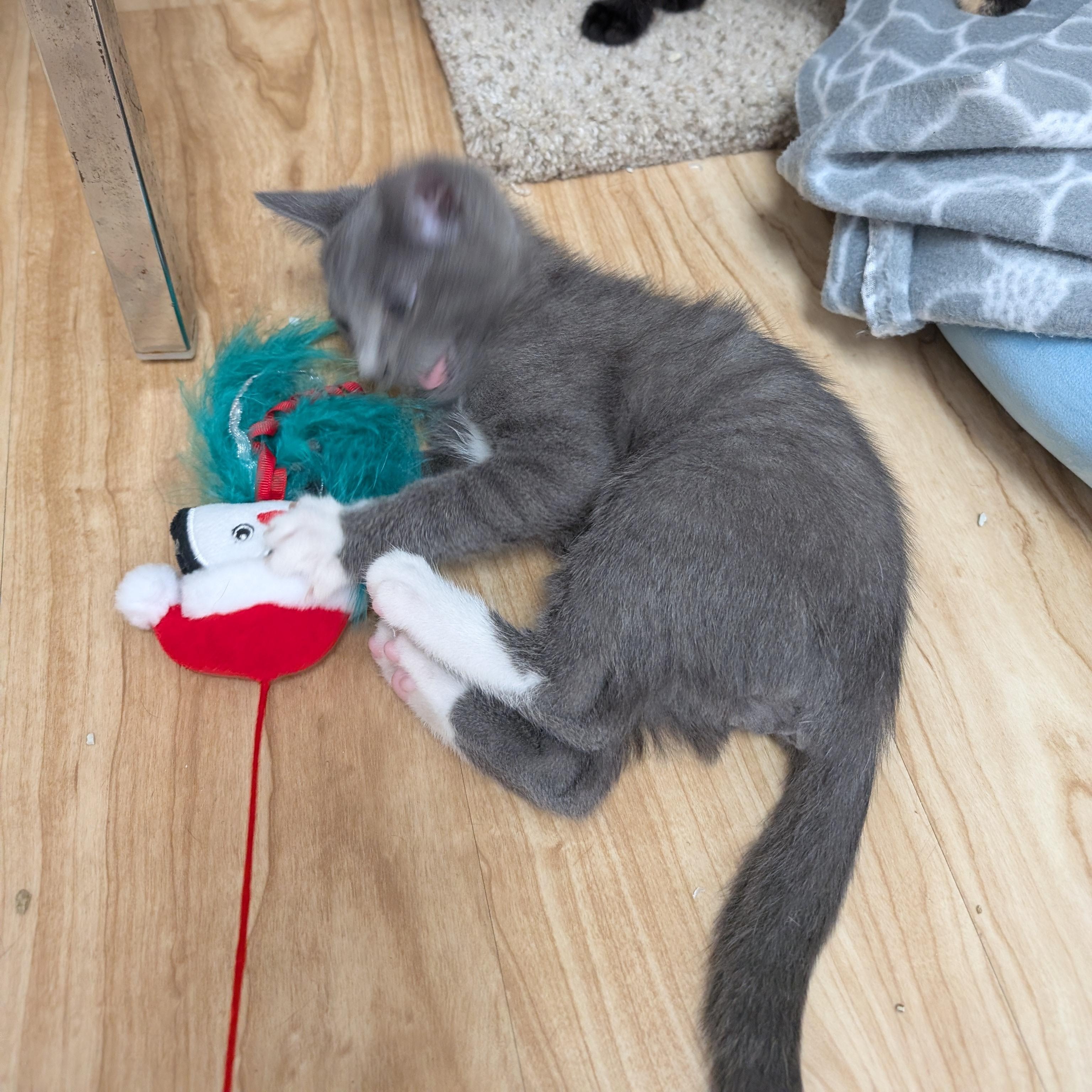 Enlarge Peter, an adopted Domestic Short Hair in St. Augustine, FL image 1/4