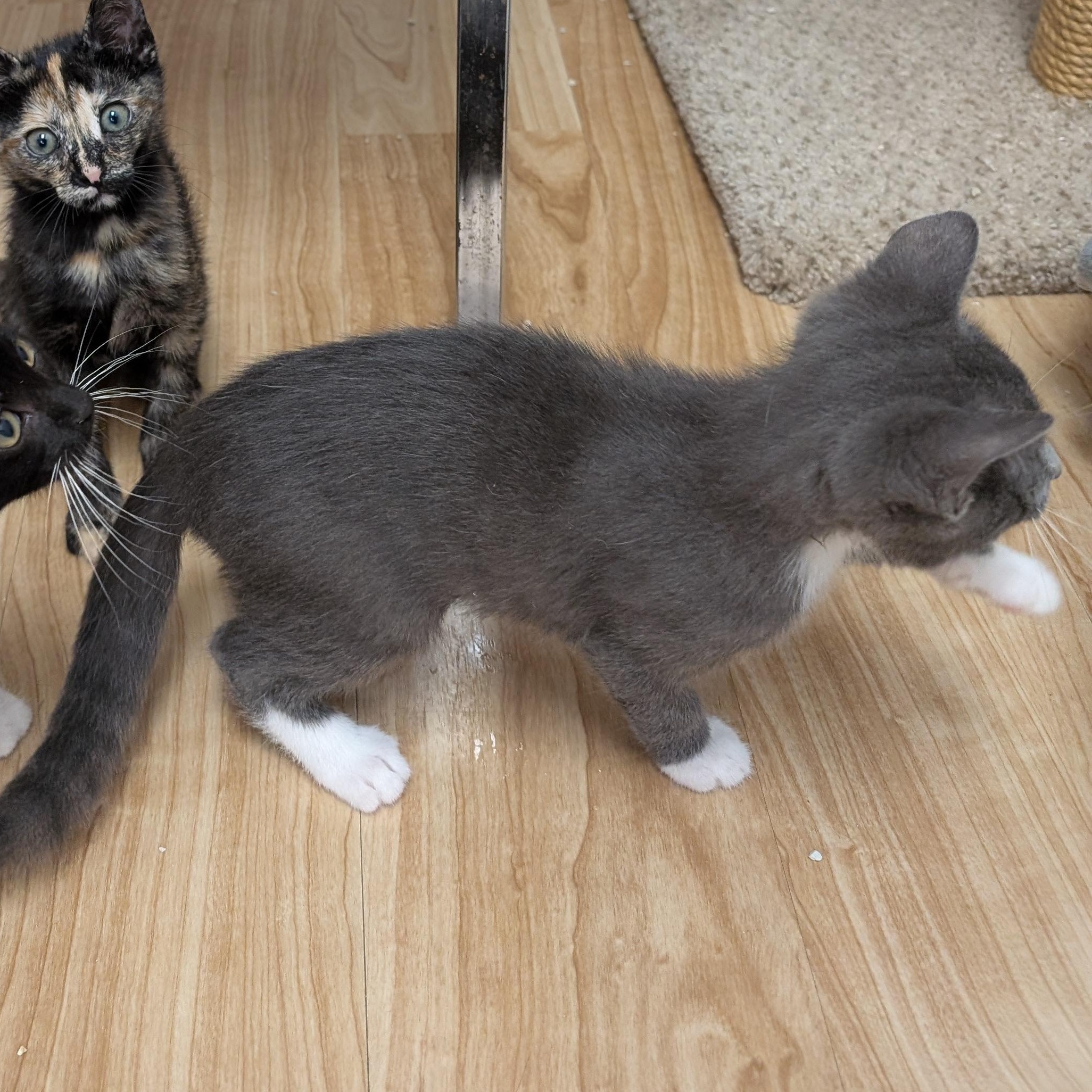 Enlarge Peter, an adopted Domestic Short Hair in St. Augustine, FL image 2/4