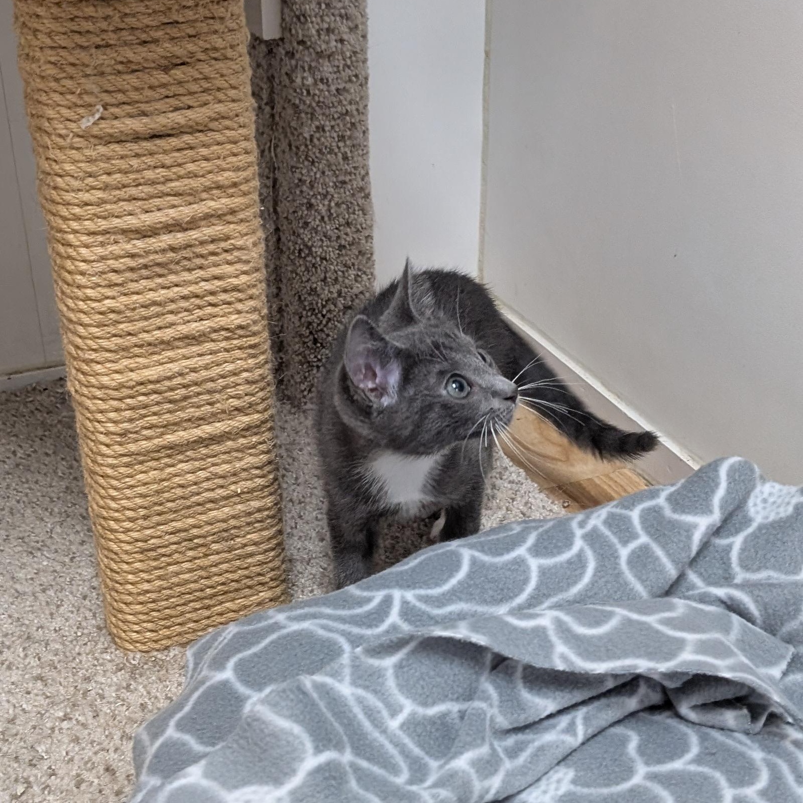 Enlarge Peter, an adopted Domestic Short Hair in St. Augustine, FL image 4/4