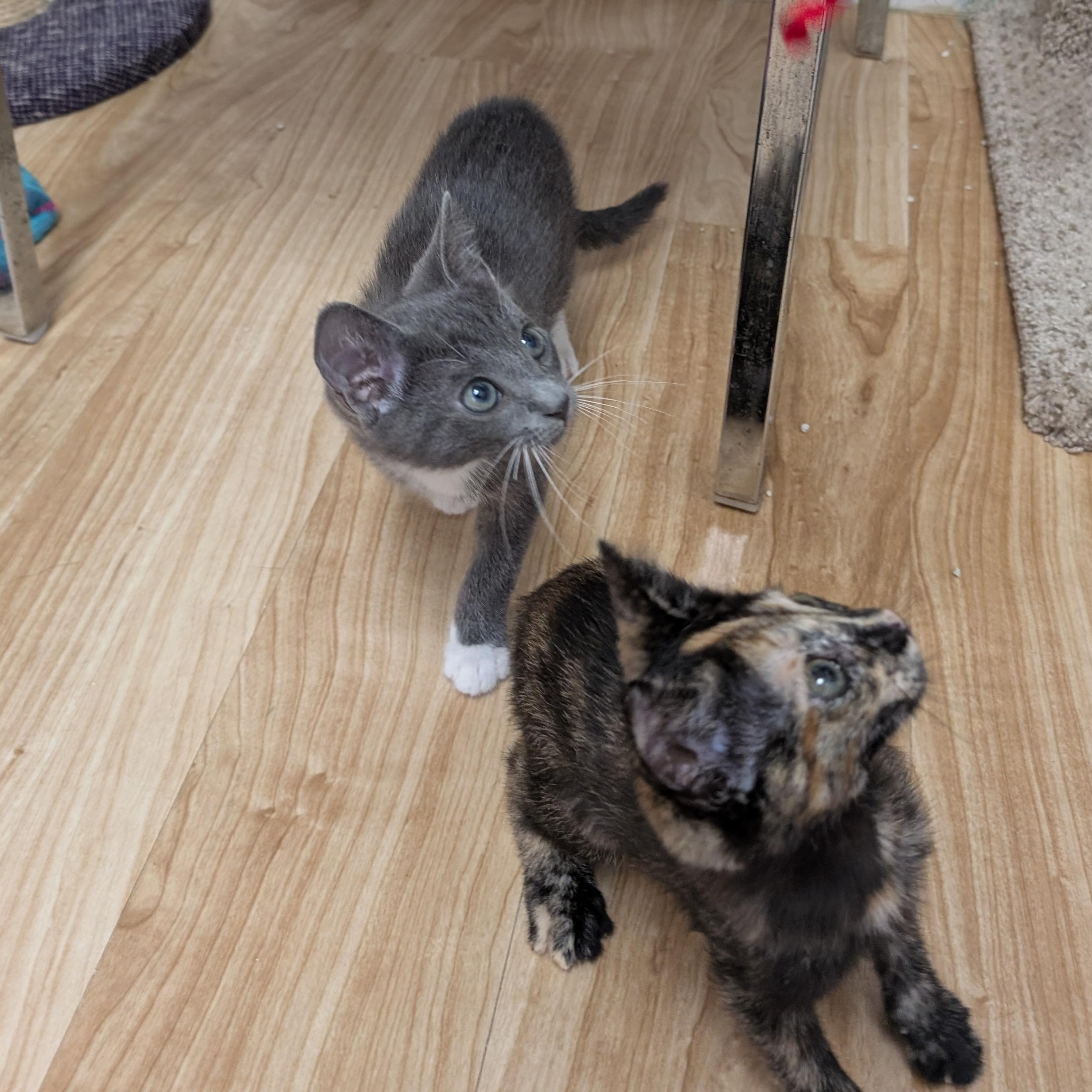 Enlarge Peter, an adopted Domestic Short Hair in St. Augustine, FL image 3/4