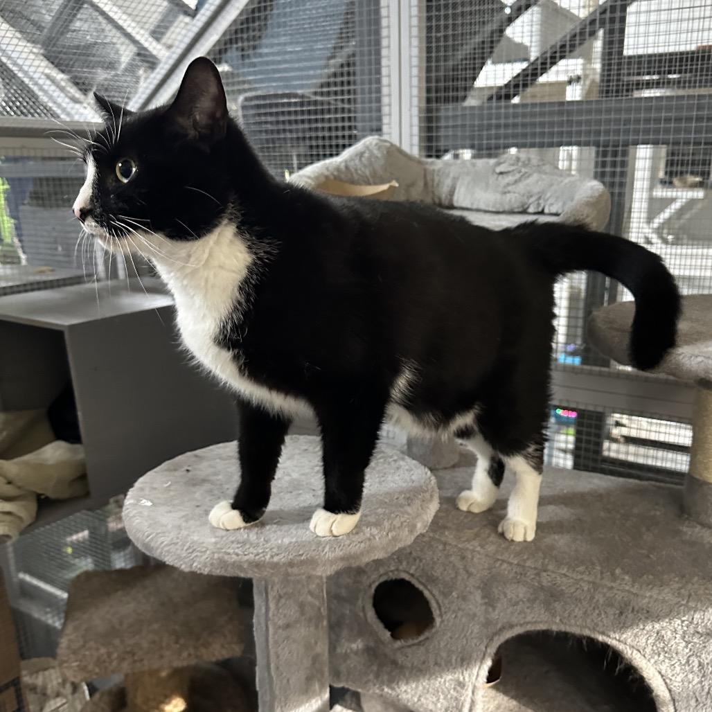 Trix, Adoptable, Adult Male Domestic Short Hair.