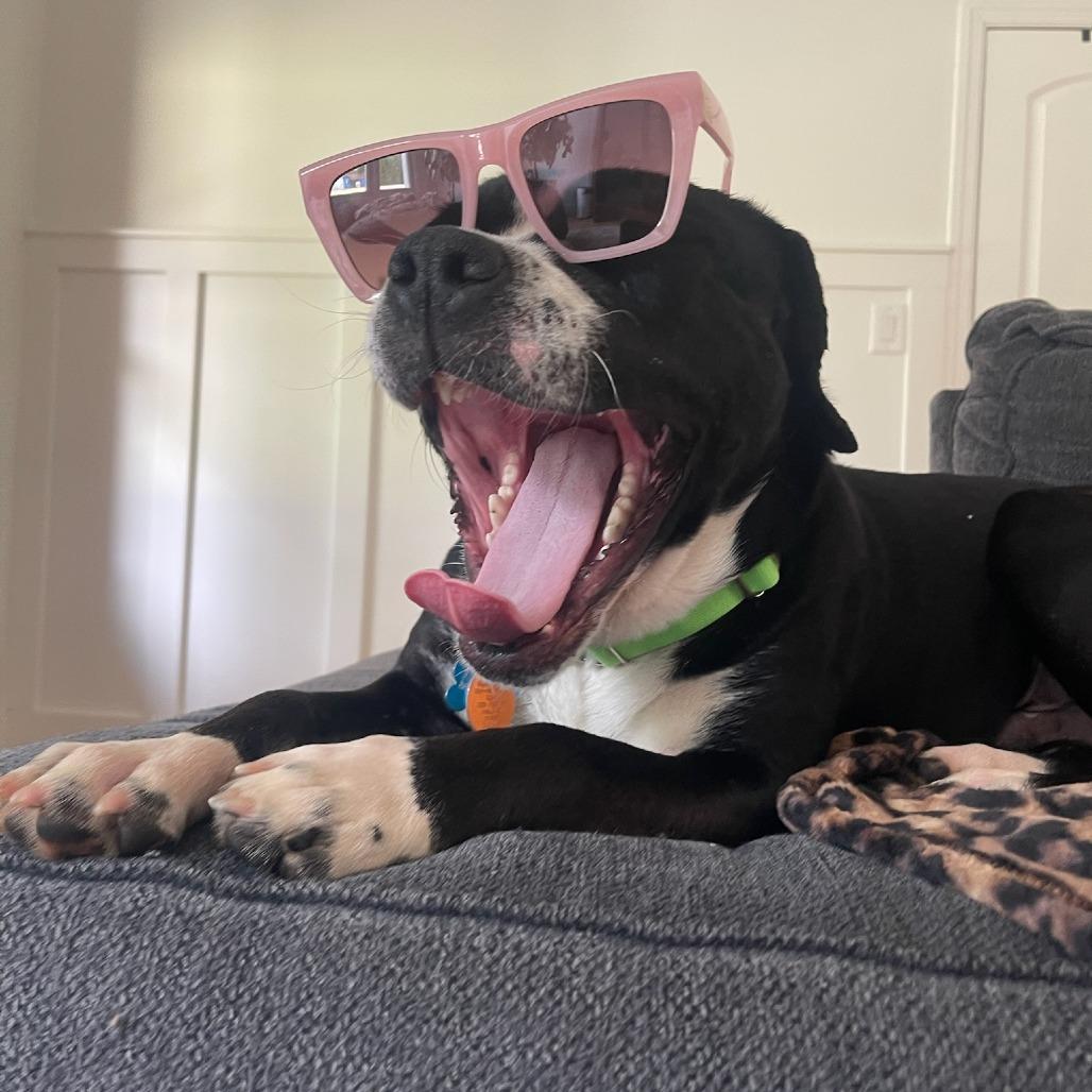 Ferris, Adoptable, Adult Male Labrador Retriever.