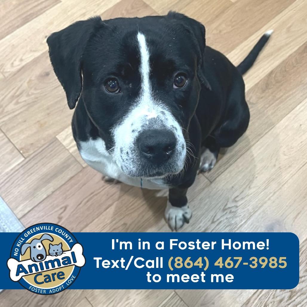 Enlarge Ferris, a Adoptable mixed breed in Greenville, SC image 1/6