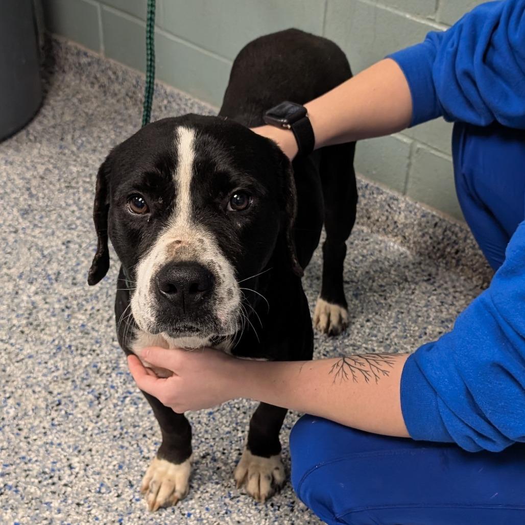 Enlarge Ferris, a Adoptable mixed breed in Greenville, SC image 4/6