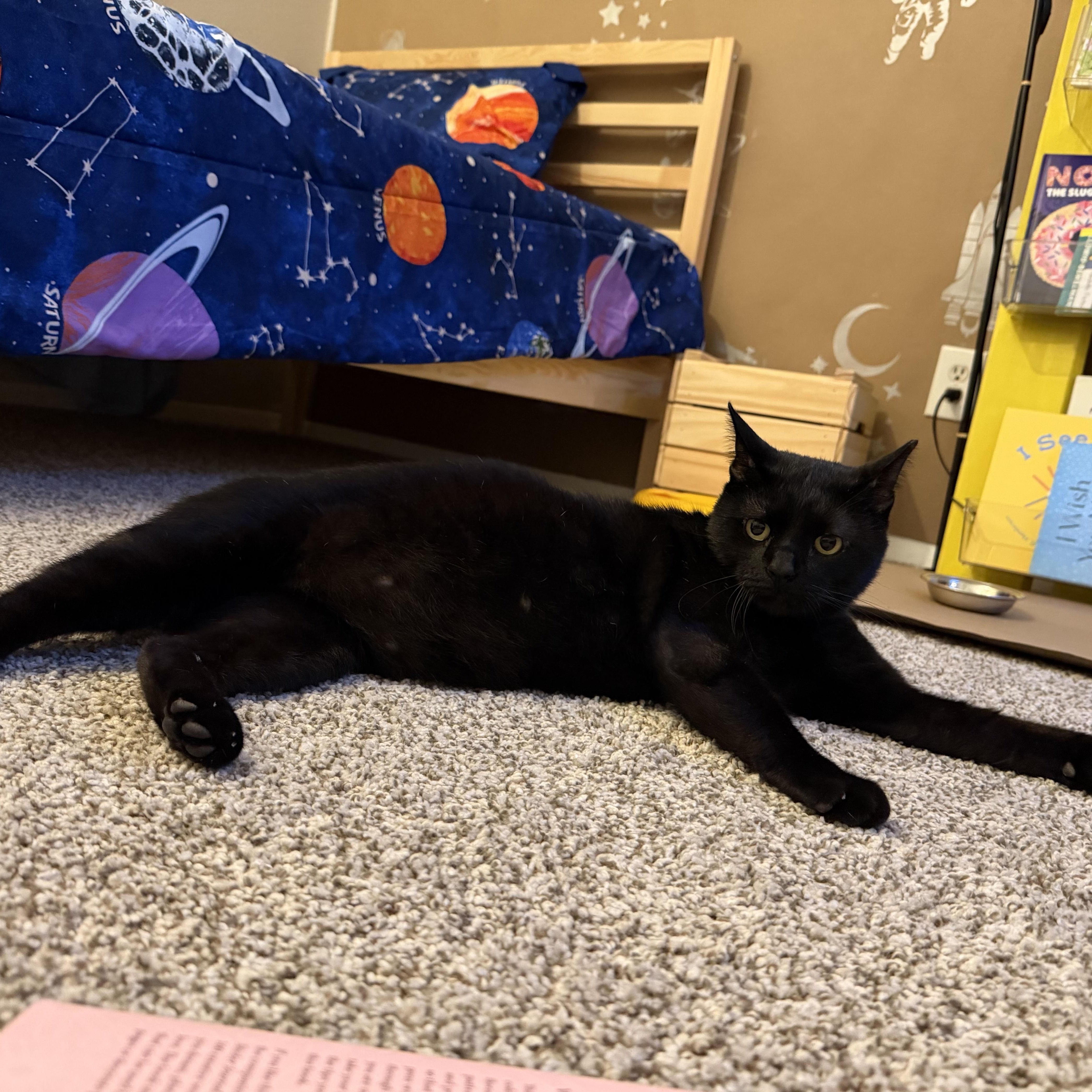 Kuro Neko, adoptable, Adult Male American Shorthair & Bombay.