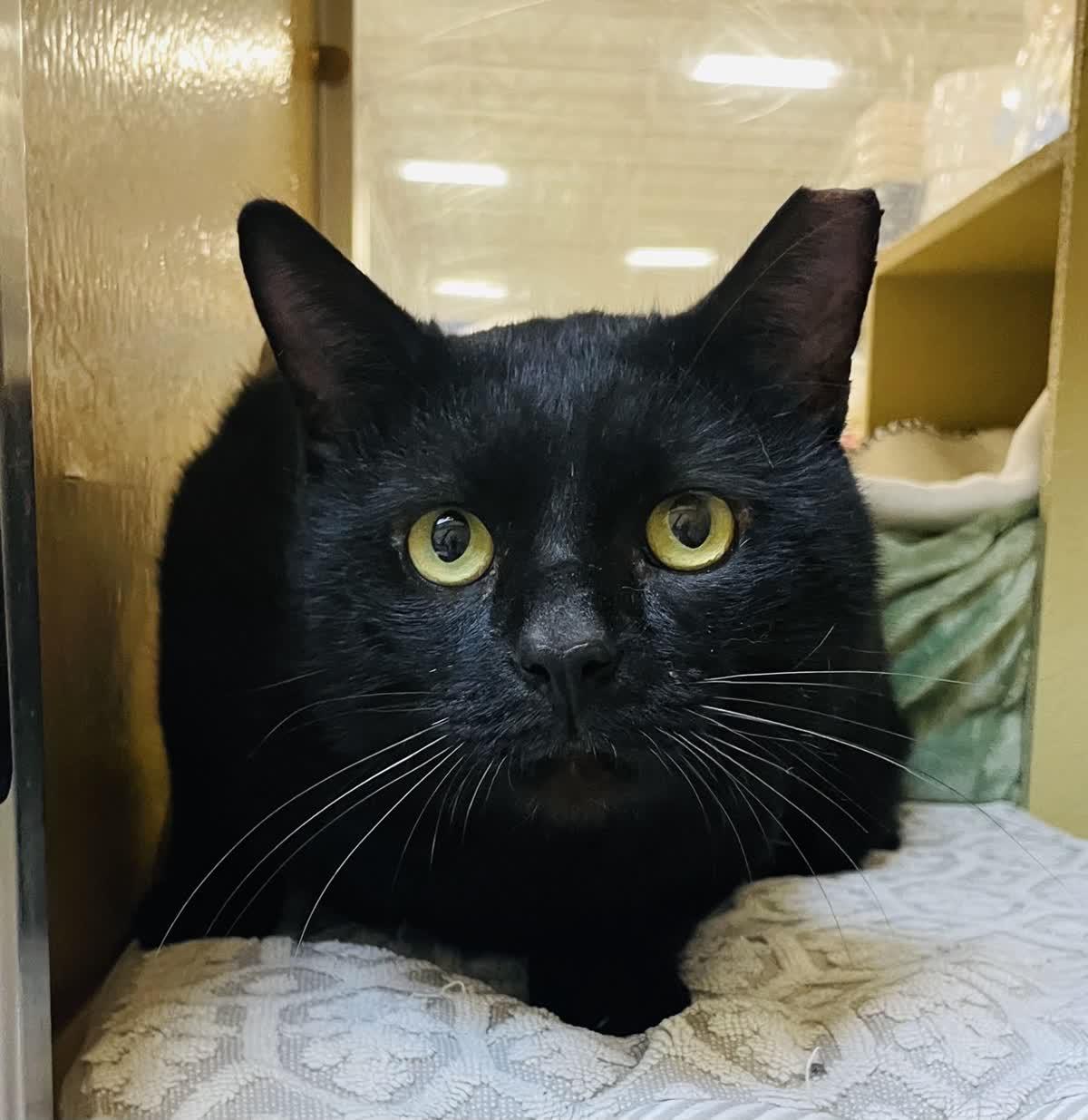 Enlarge Kuro Neko, an adoptable mixed breed in Sunset Valley, TX image 2/5