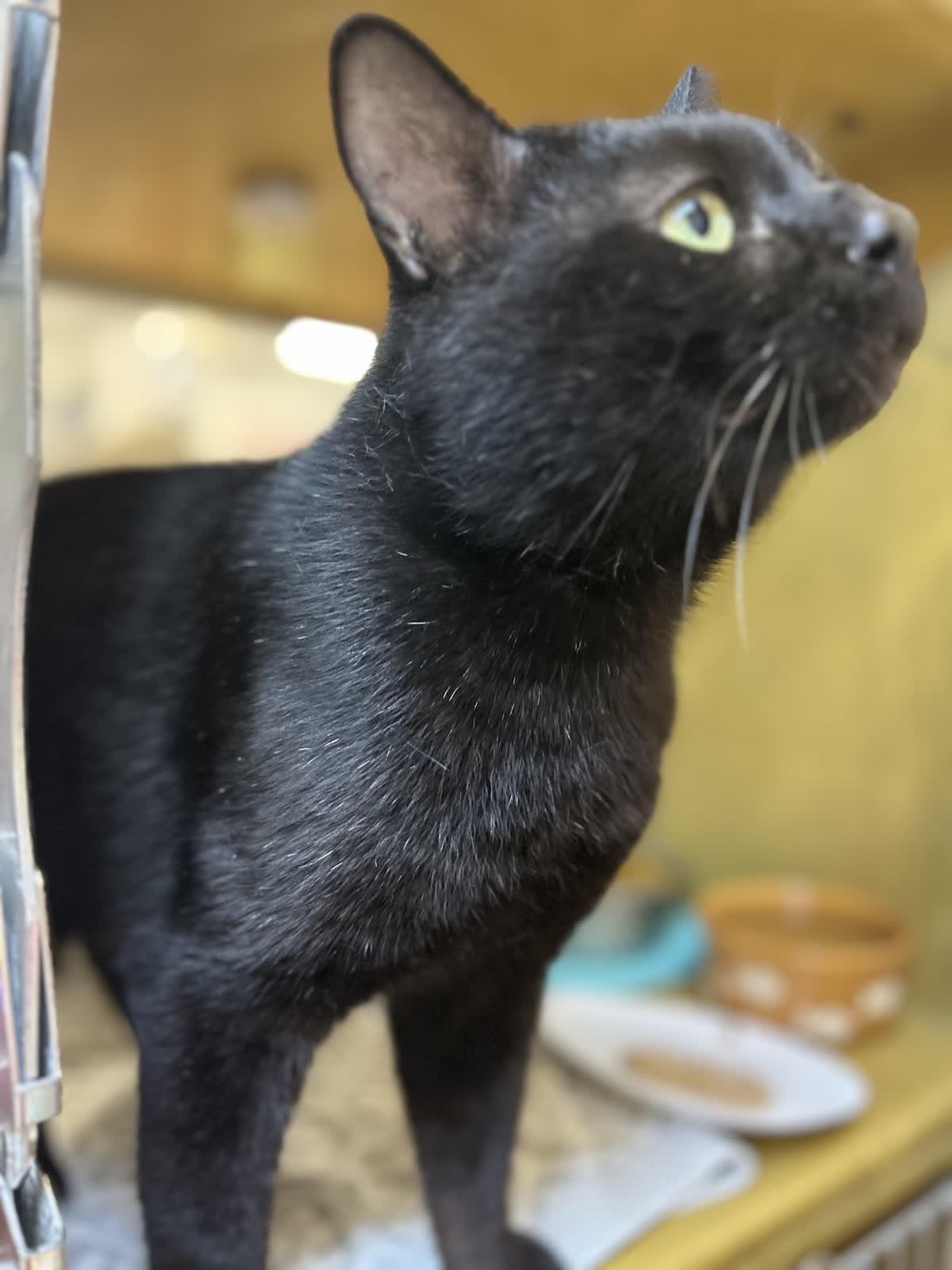 Enlarge Kuro Neko, an adoptable mixed breed in Sunset Valley, TX image 3/5