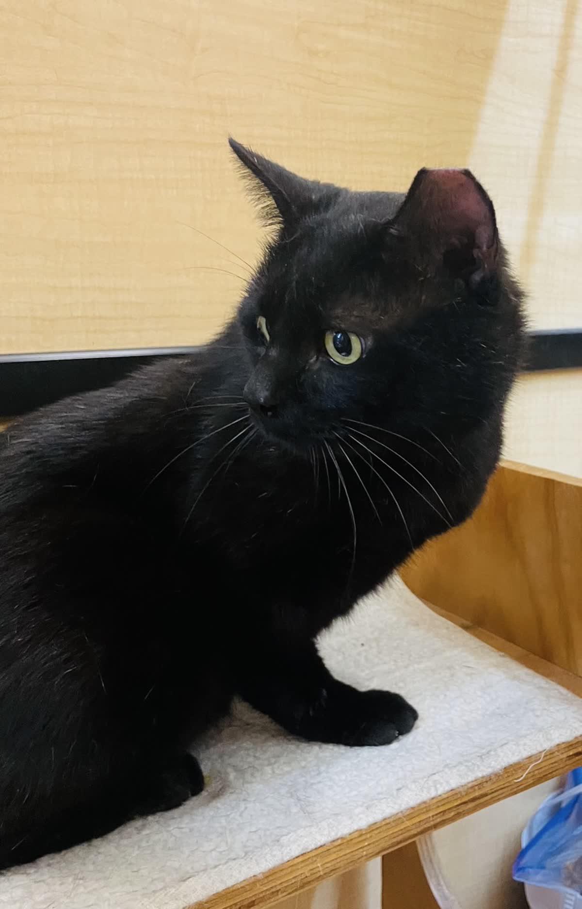 Enlarge Kuro Neko, an adoptable mixed breed in Sunset Valley, TX image 4/5
