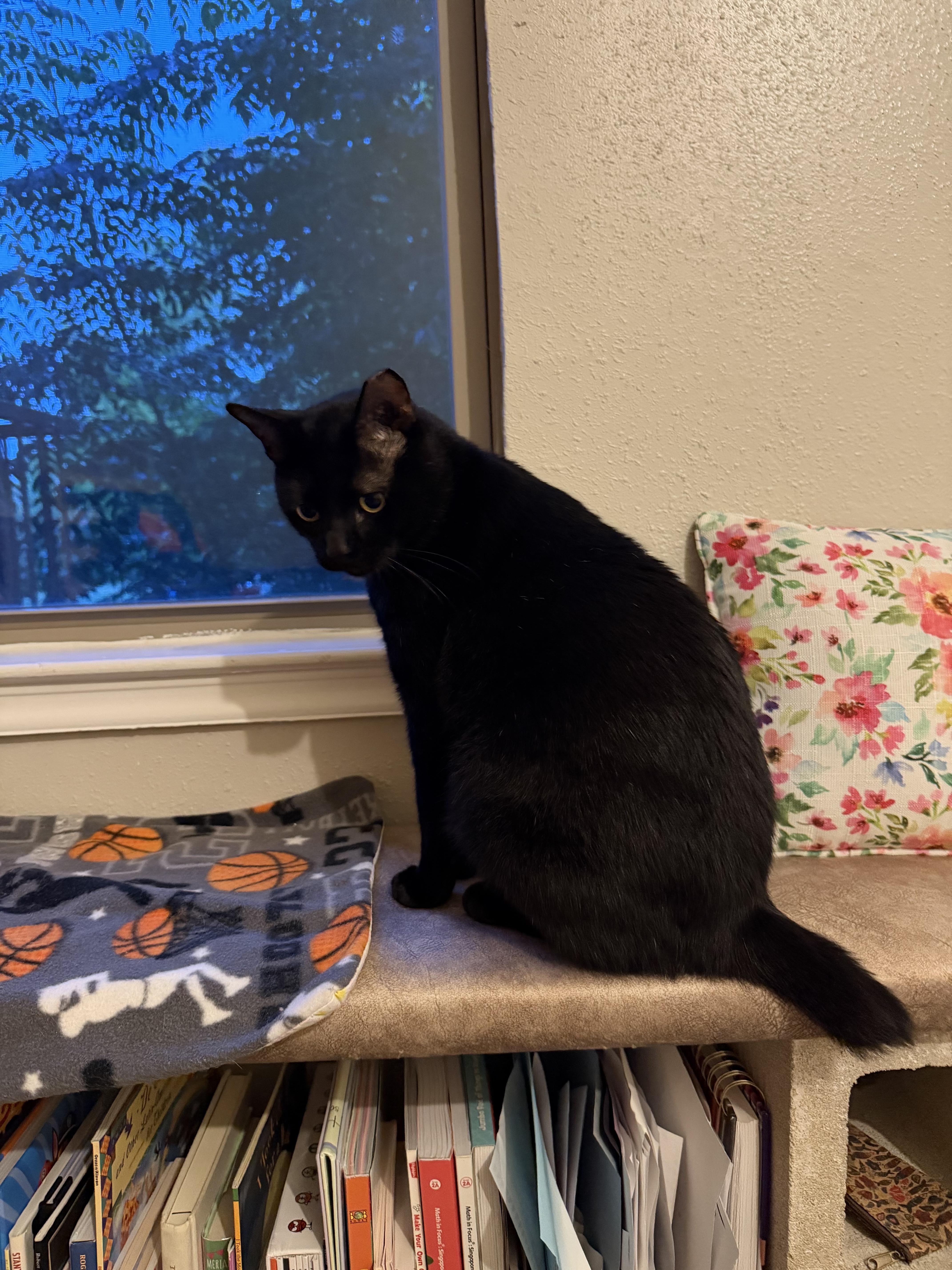 Enlarge Kuro Neko, an adoptable mixed breed in Austin, TX image 2/6