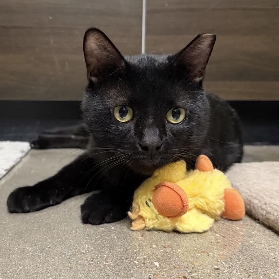 Kuro Neko, adoptable, Adult Male American Shorthair & Bombay.