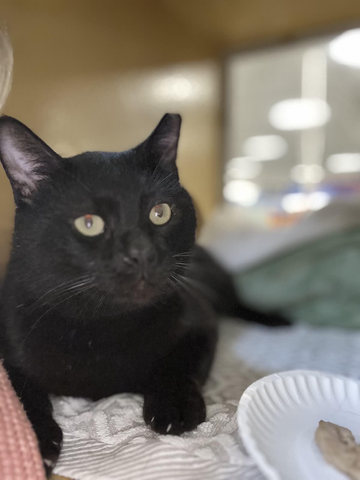 Kuro Neko, adoptable, Adult Male American Shorthair & Bombay.