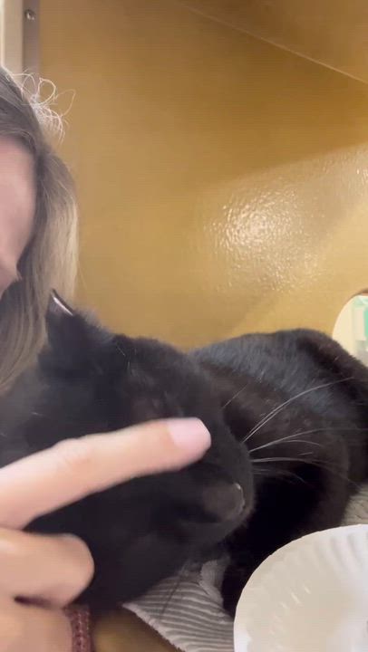 Enlarge Kuro Neko, an adoptable mixed breed in Sunset Valley, TX video 5/5