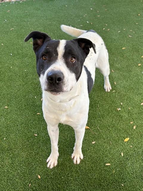 STEVEN, Adoptable, Adult Male Labrador Retriever & Mixed Breed.