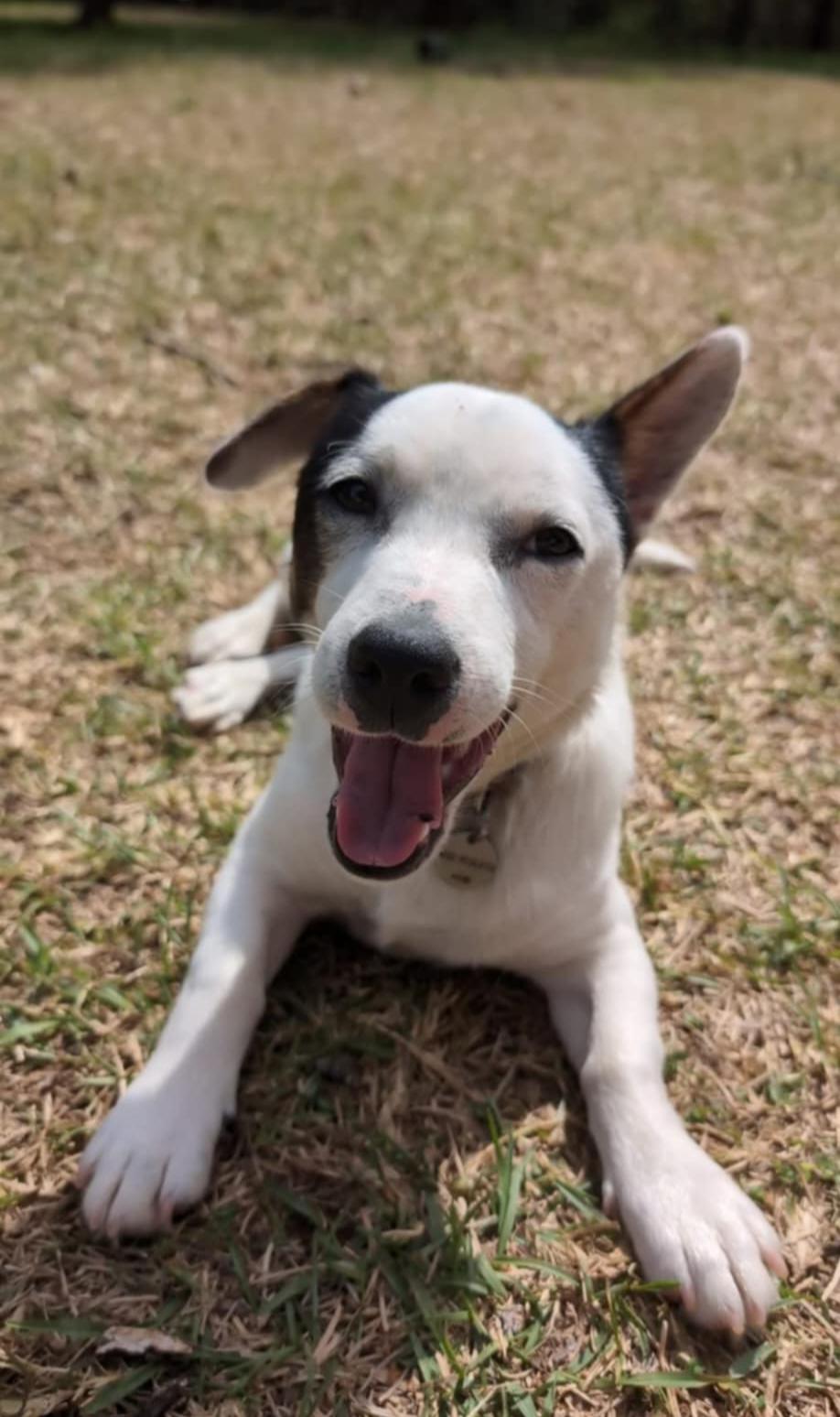 Uno, Adoptable, Adult Male Japanese Akita .