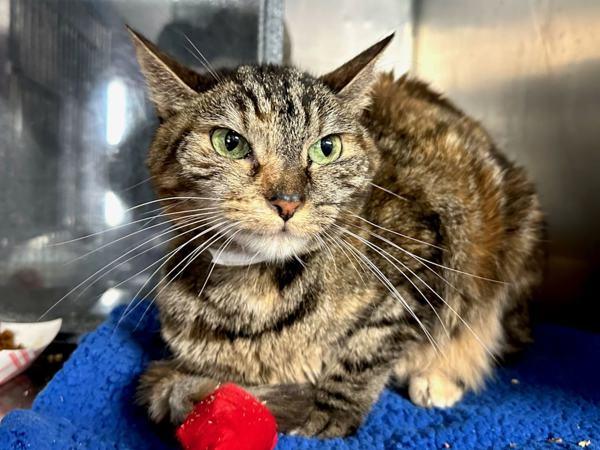 Emilia, Adoptable, Senior Female Domestic Short Hair.