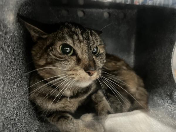 Enlarge Emilia, a Adoptable mixed breed in New York, NY image 2/4