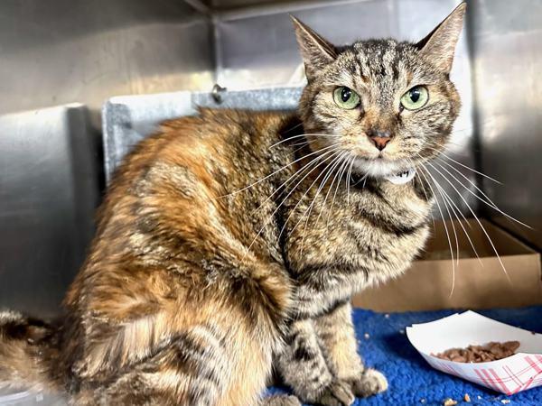 Enlarge Emilia, a Adoptable mixed breed in New York, NY image 3/4