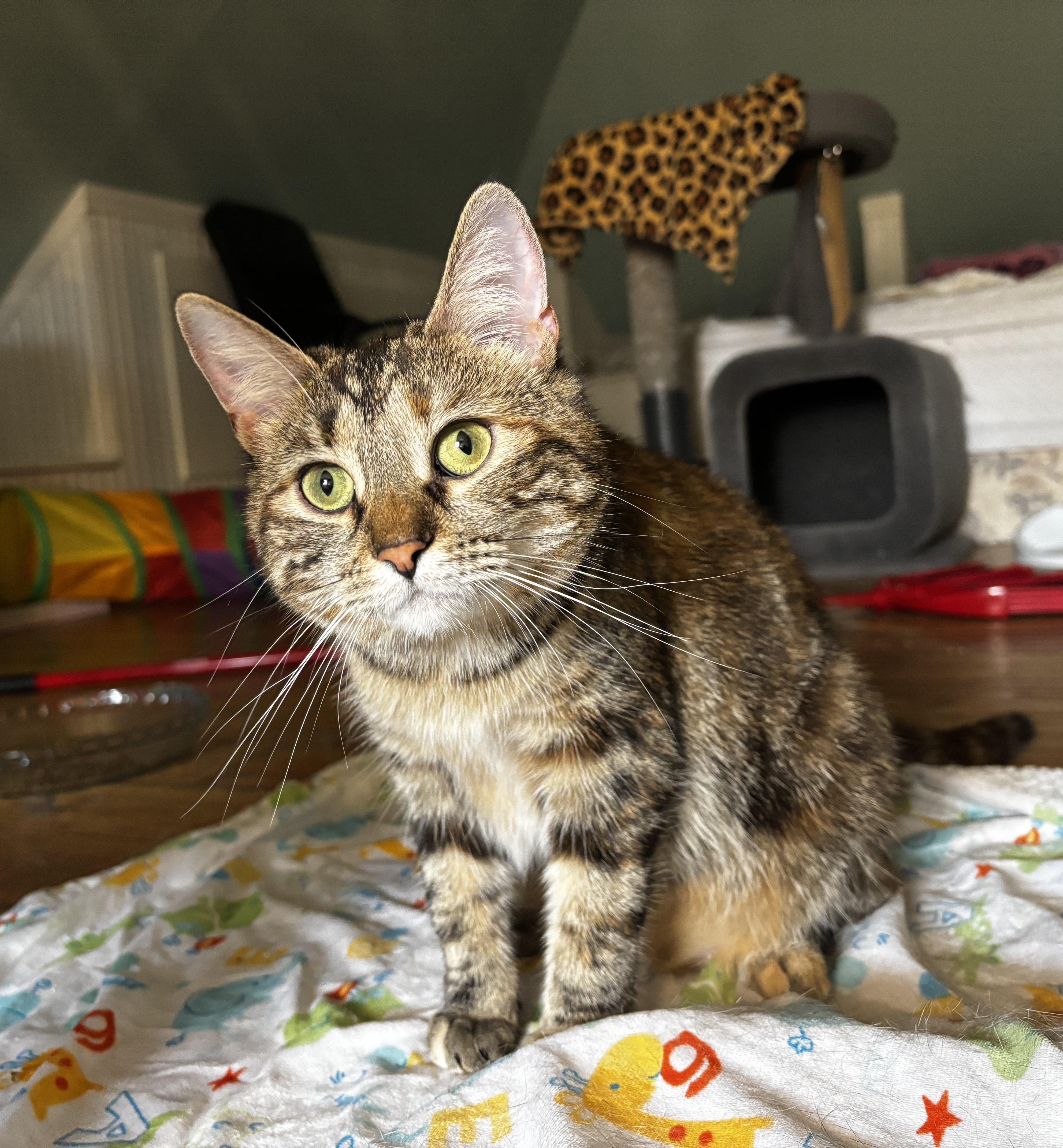 MOLLY, a Adoptable Domestic Medium Hair in Shakespeare, ON image 3/6