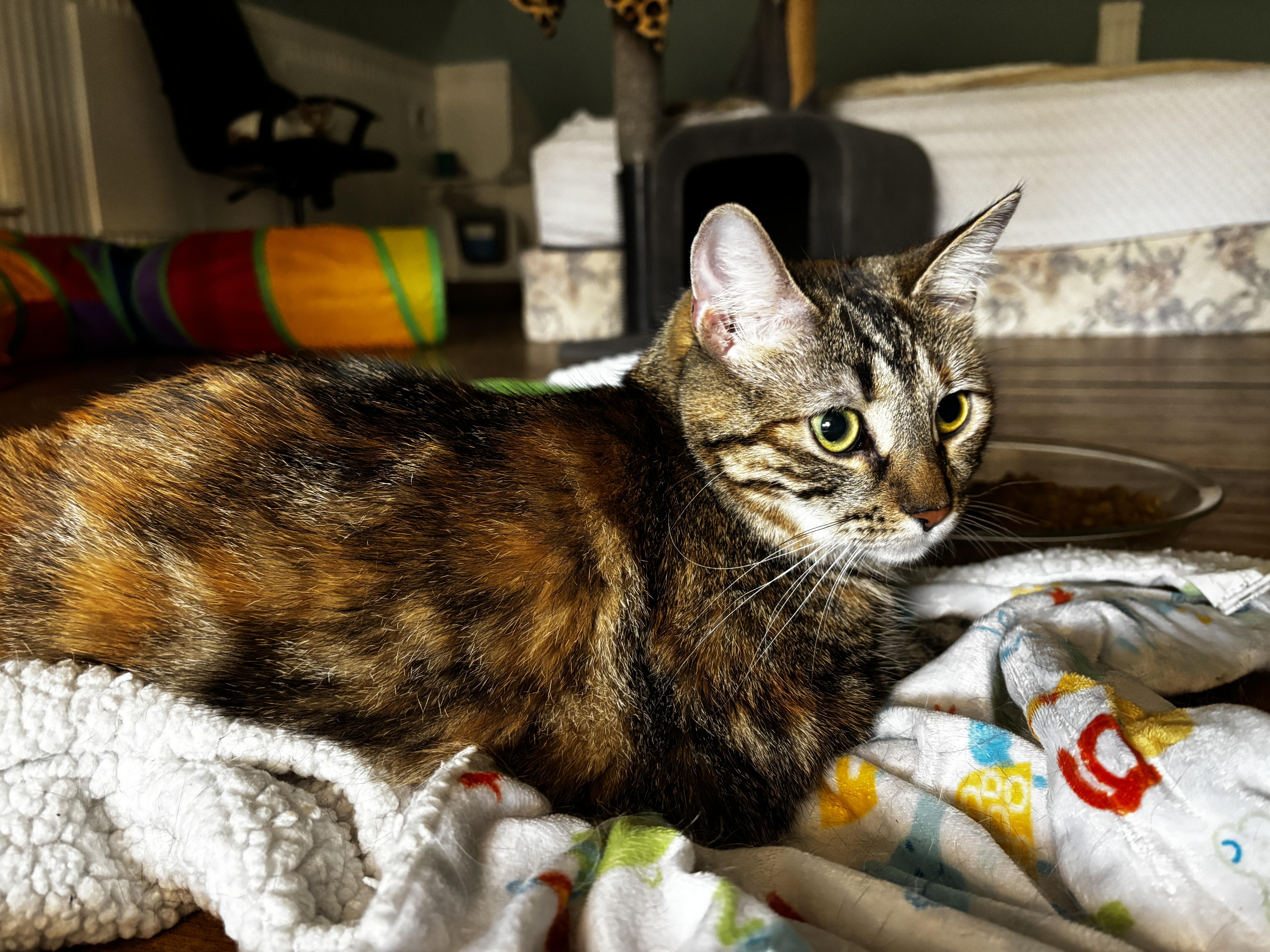 MOLLY, a Adoptable Domestic Medium Hair in Shakespeare, ON image 4/6