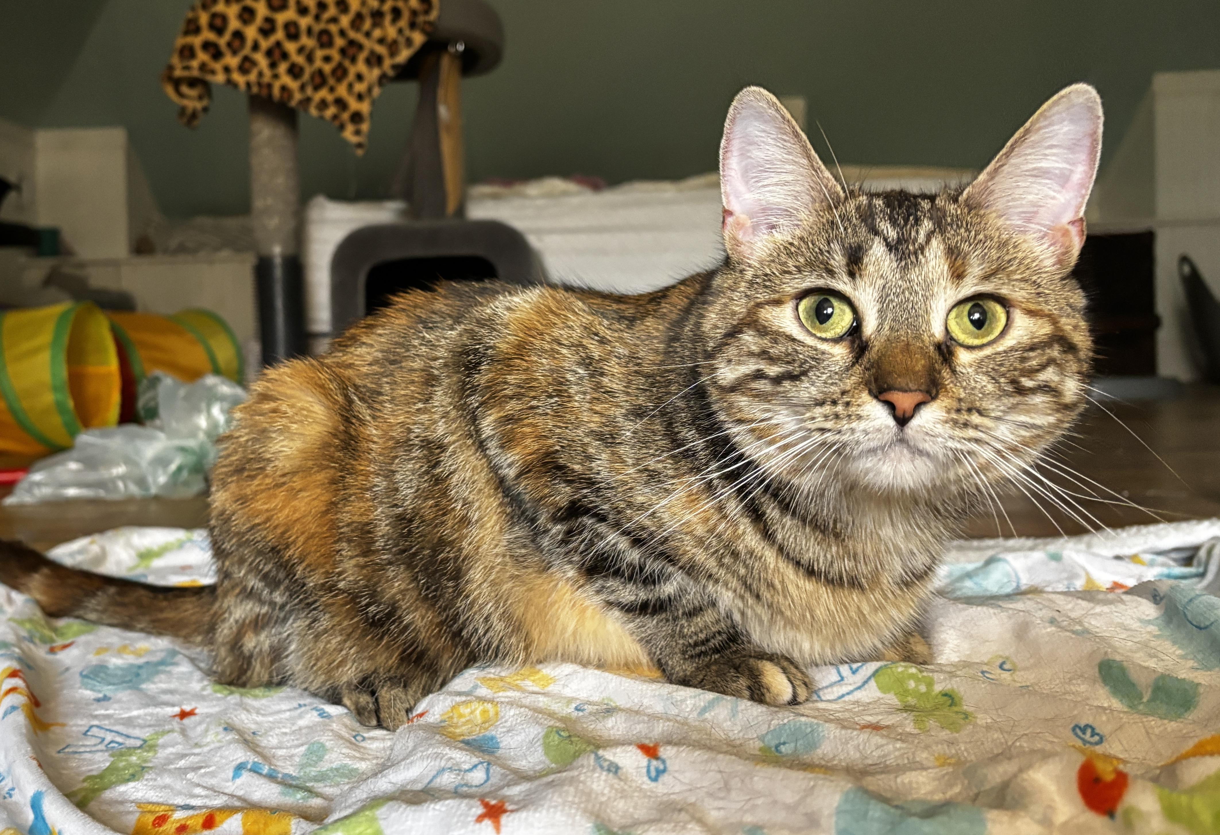 MOLLY, a Adoptable Domestic Medium Hair in Shakespeare, ON image 1/6