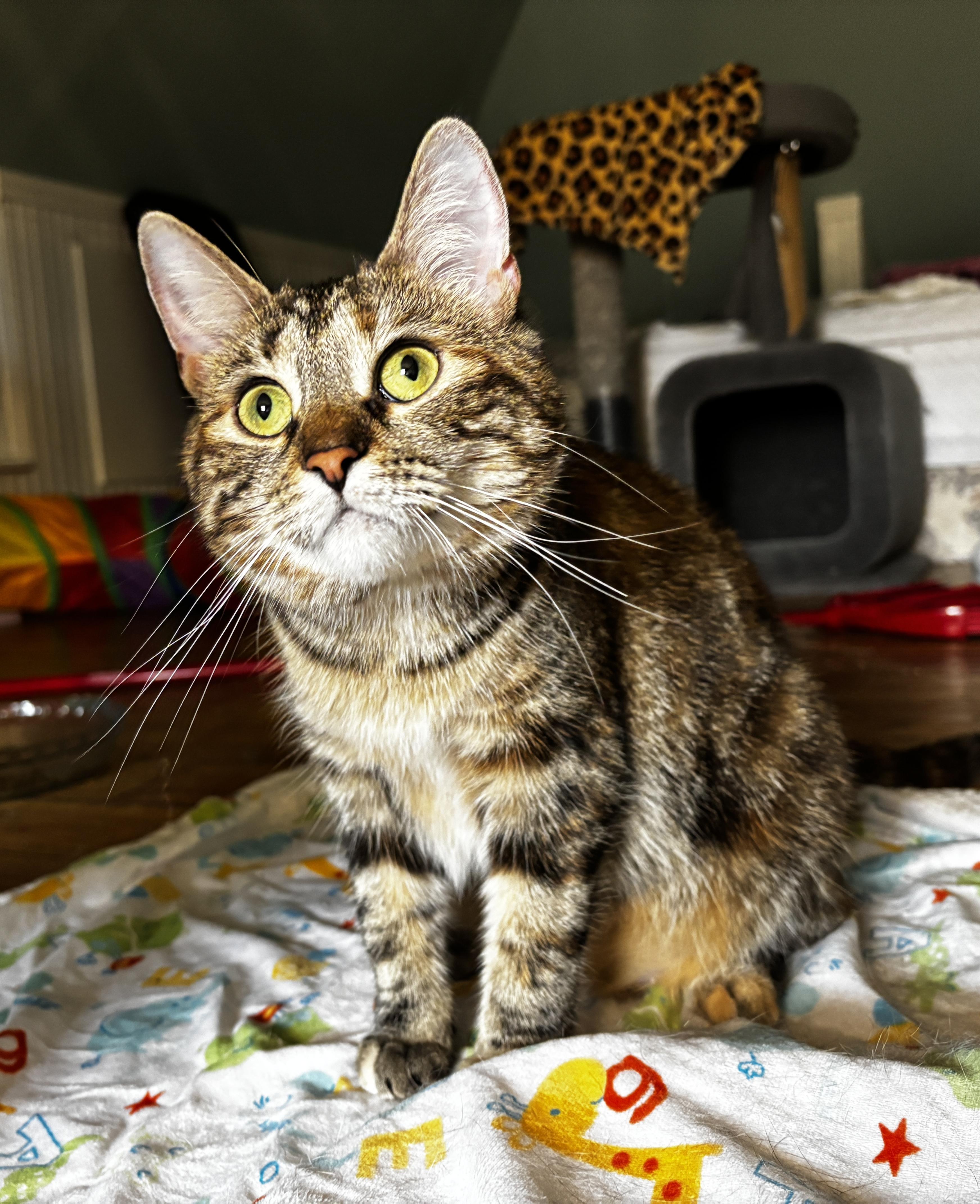 MOLLY, a Adoptable Domestic Medium Hair in Shakespeare, ON image 5/6