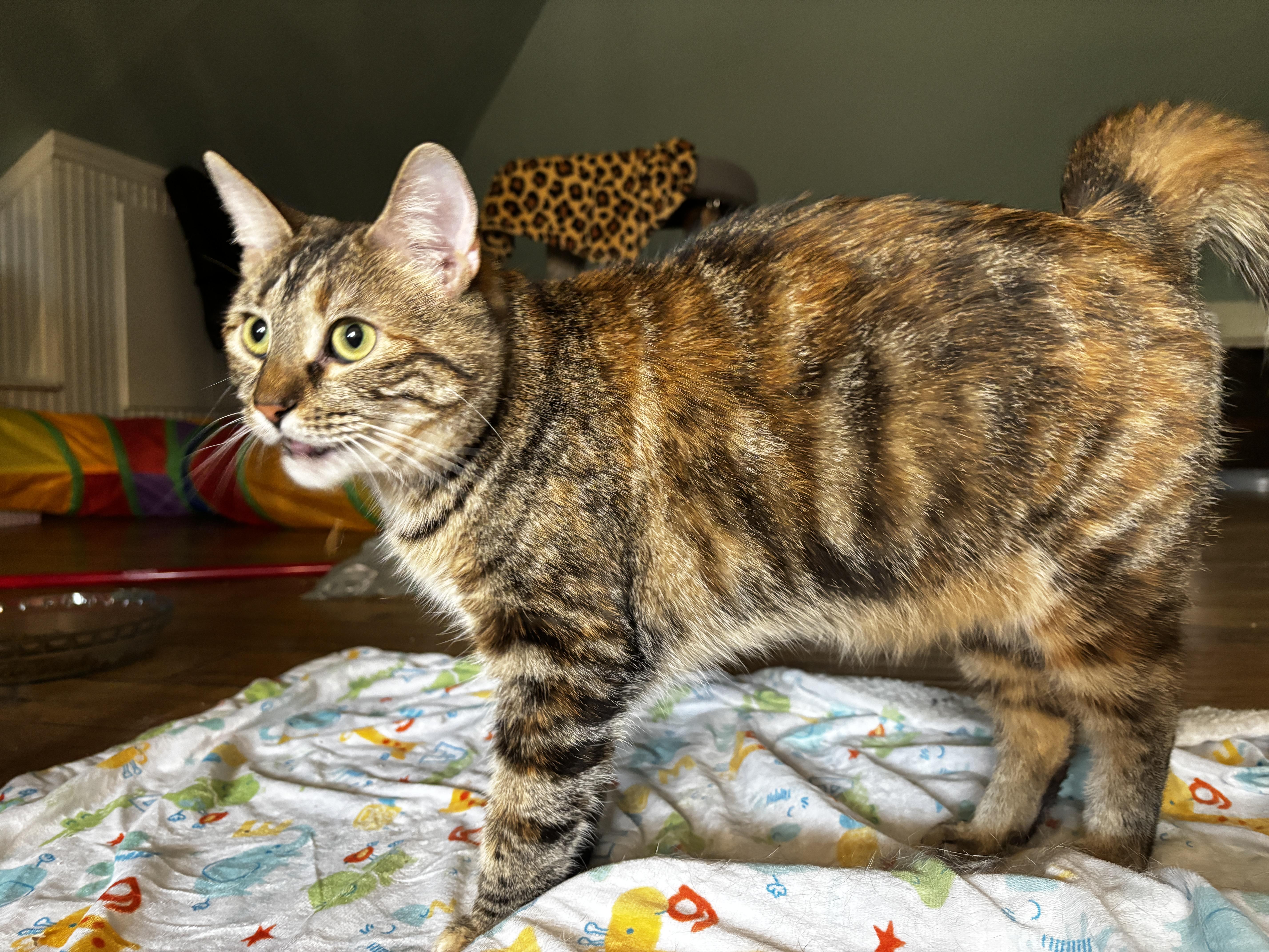 MOLLY, a Adoptable Domestic Medium Hair in Shakespeare, ON image 6/6