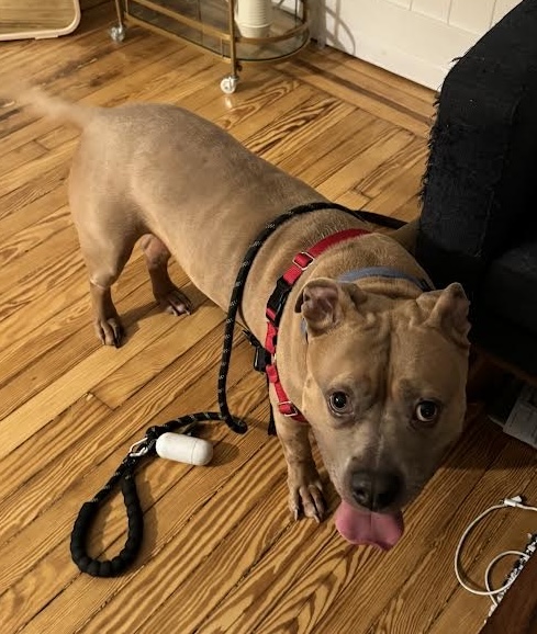 Enlarge Mac - 7 Years Old; Courtesy Post, a Adoptable Pit Bull Terrier in Albany, NY image 1/1
