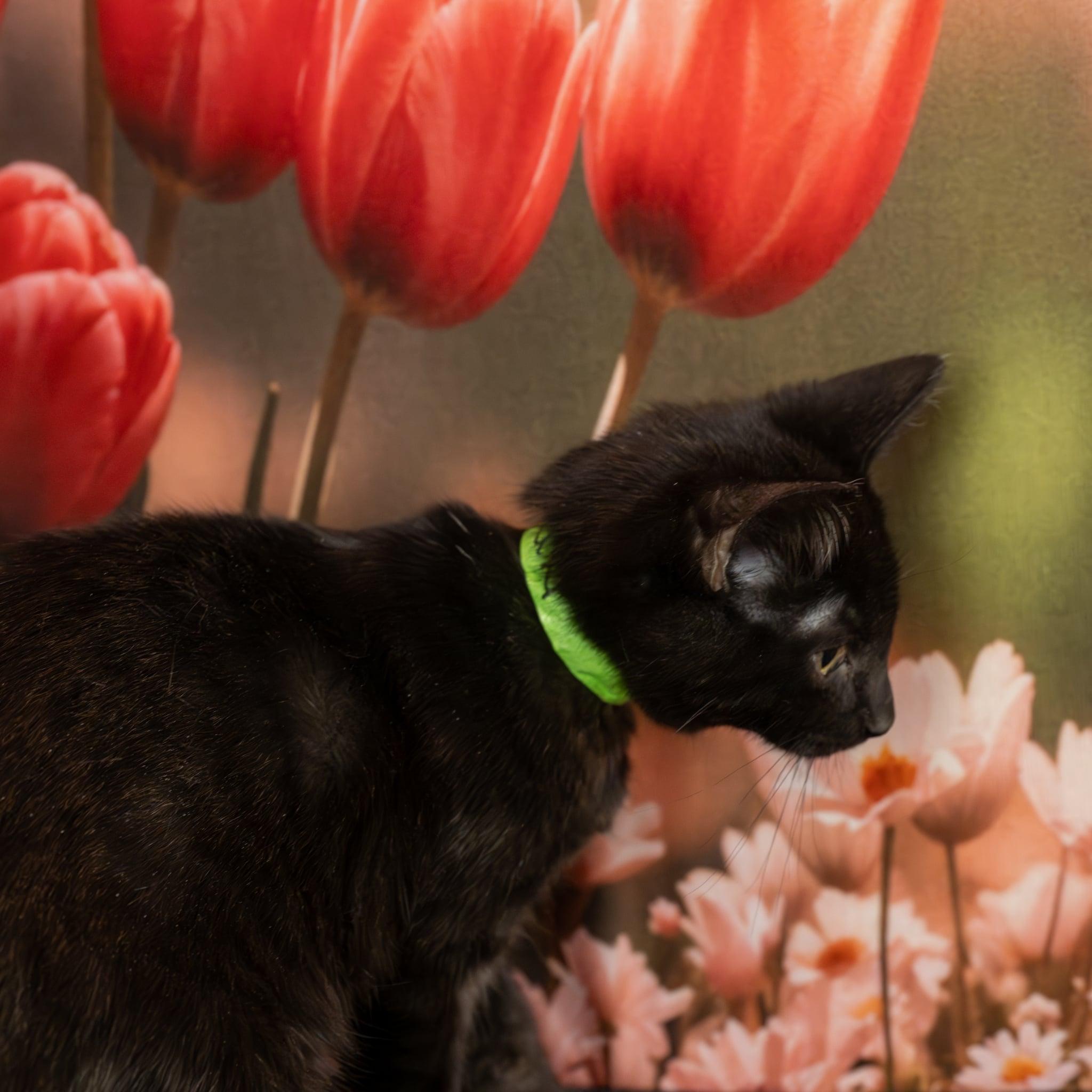 Enlarge Merlin, an adopted Domestic Short Hair in Lapeer, MI image 3/3