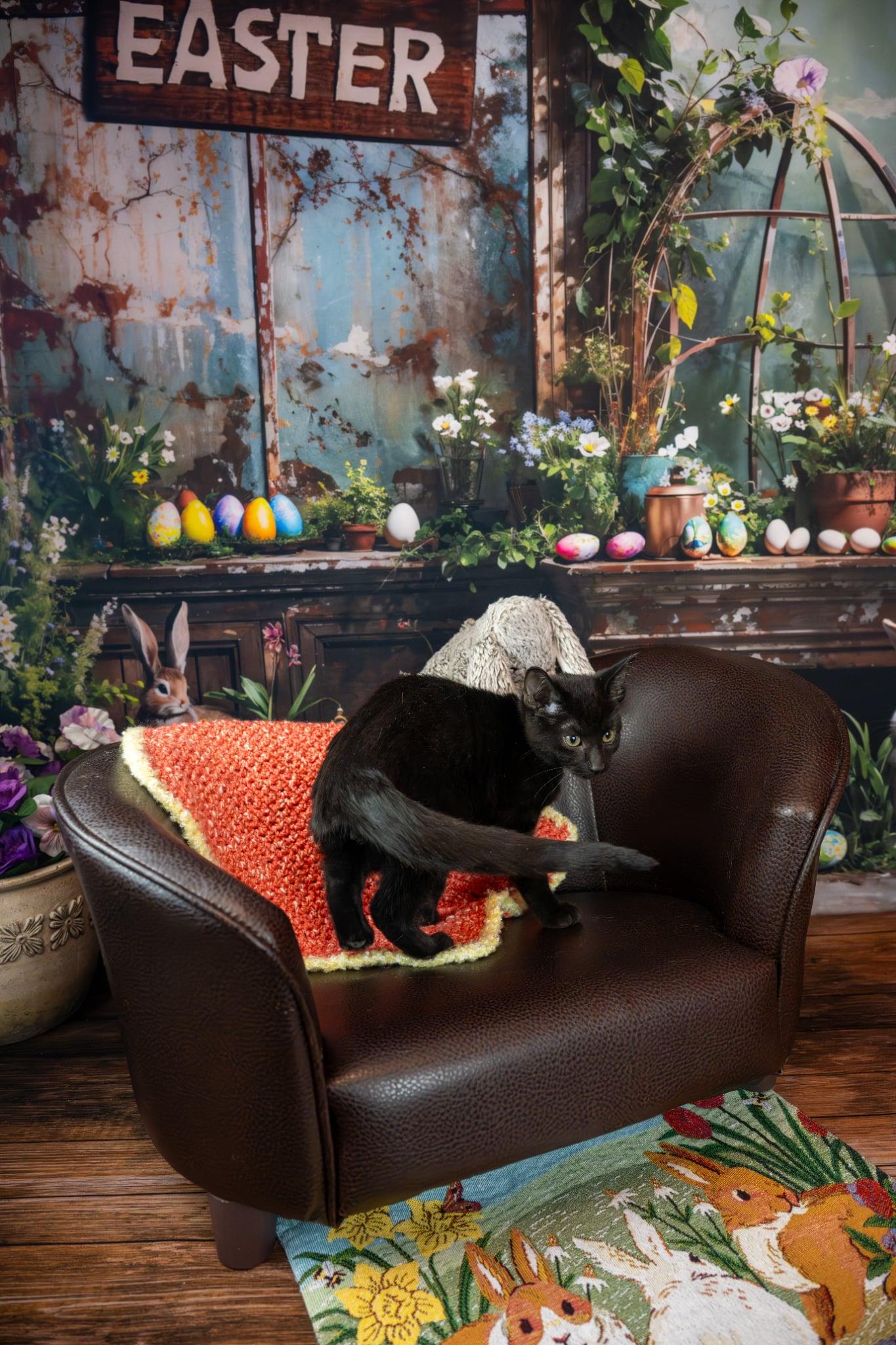 Enlarge Merlin, an adopted Domestic Short Hair in Lapeer, MI image 2/3