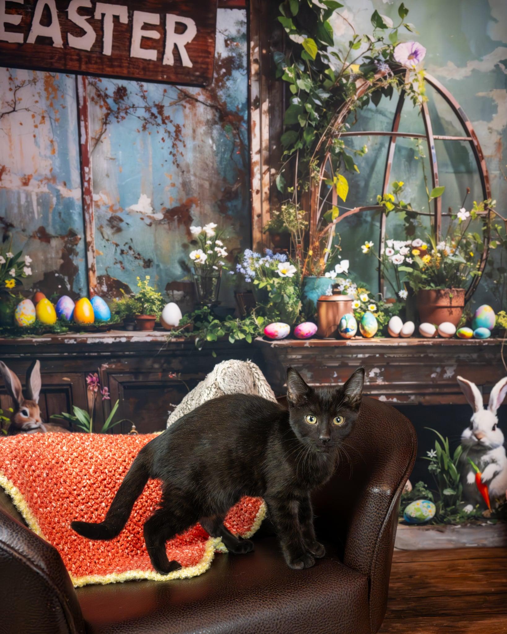 Merlin, adopted, Kitten Male Domestic Short Hair.