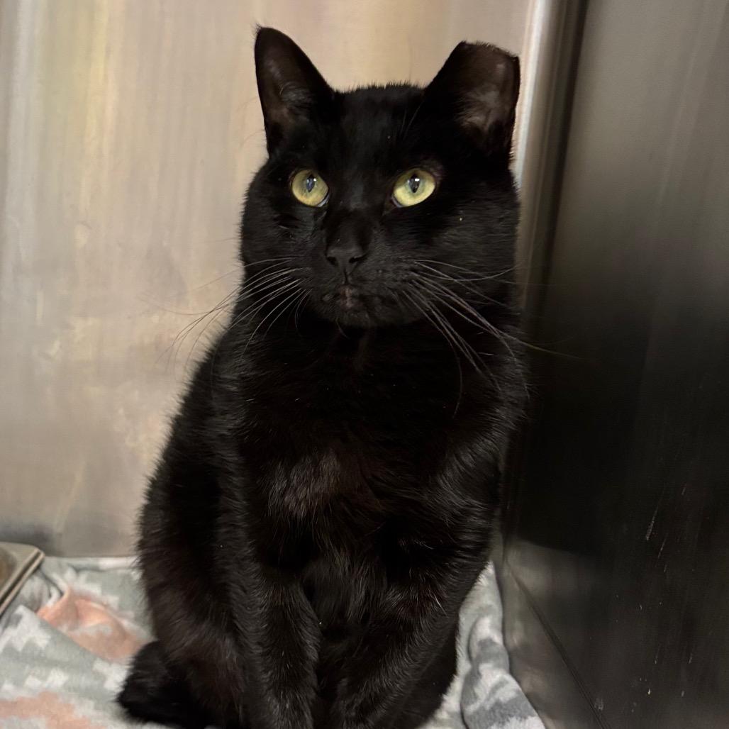 YAYAYAH, Adoptable, Adult Male Domestic Short Hair.