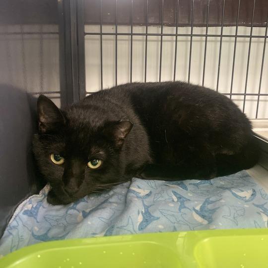 Enlarge YAYAYAH, a Adoptable Domestic Short Hair in Davenport, IA image 1/4