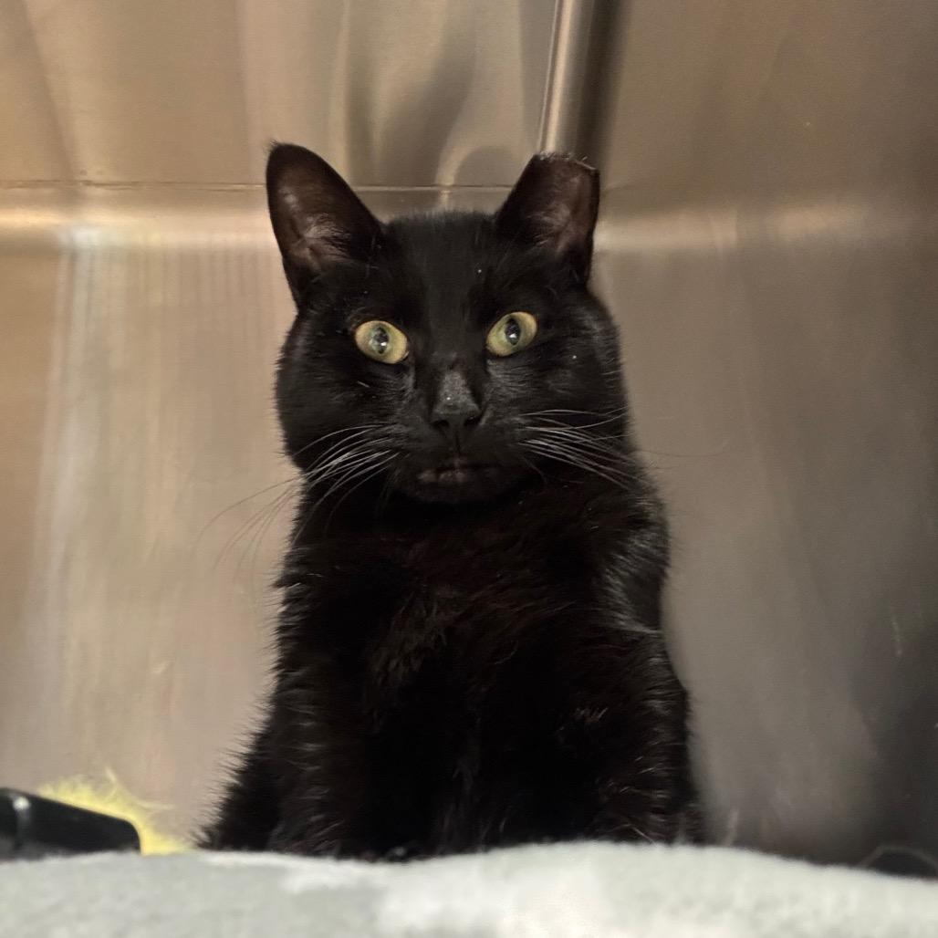 Enlarge YAYAYAH, a Adoptable Domestic Short Hair in Davenport, IA image 3/6