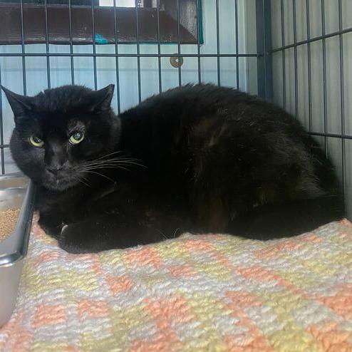 Enlarge YAYAYAH, a Adoptable Domestic Short Hair in Davenport, IA image 2/4