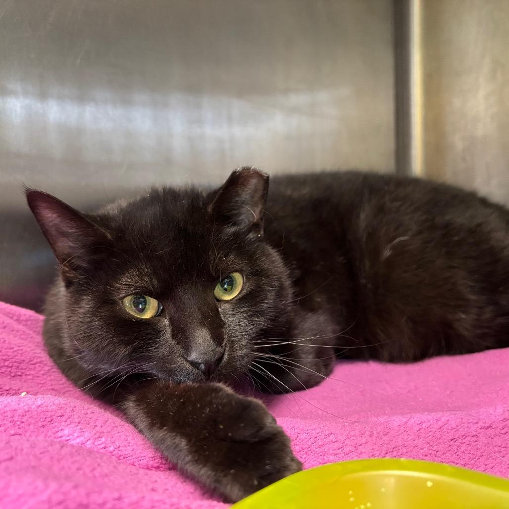 Enlarge YAYAYAH, a Adoptable Domestic Short Hair in Davenport, IA image 3/4