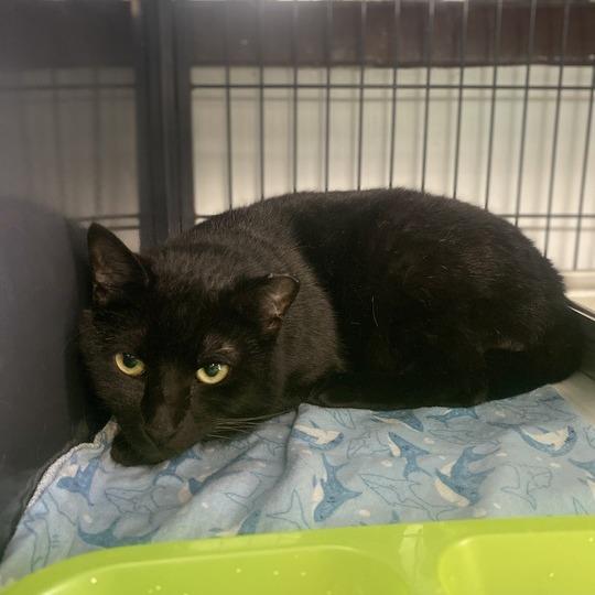 Enlarge YAYAYAH, a Adoptable Domestic Short Hair in Davenport, IA image 4/4