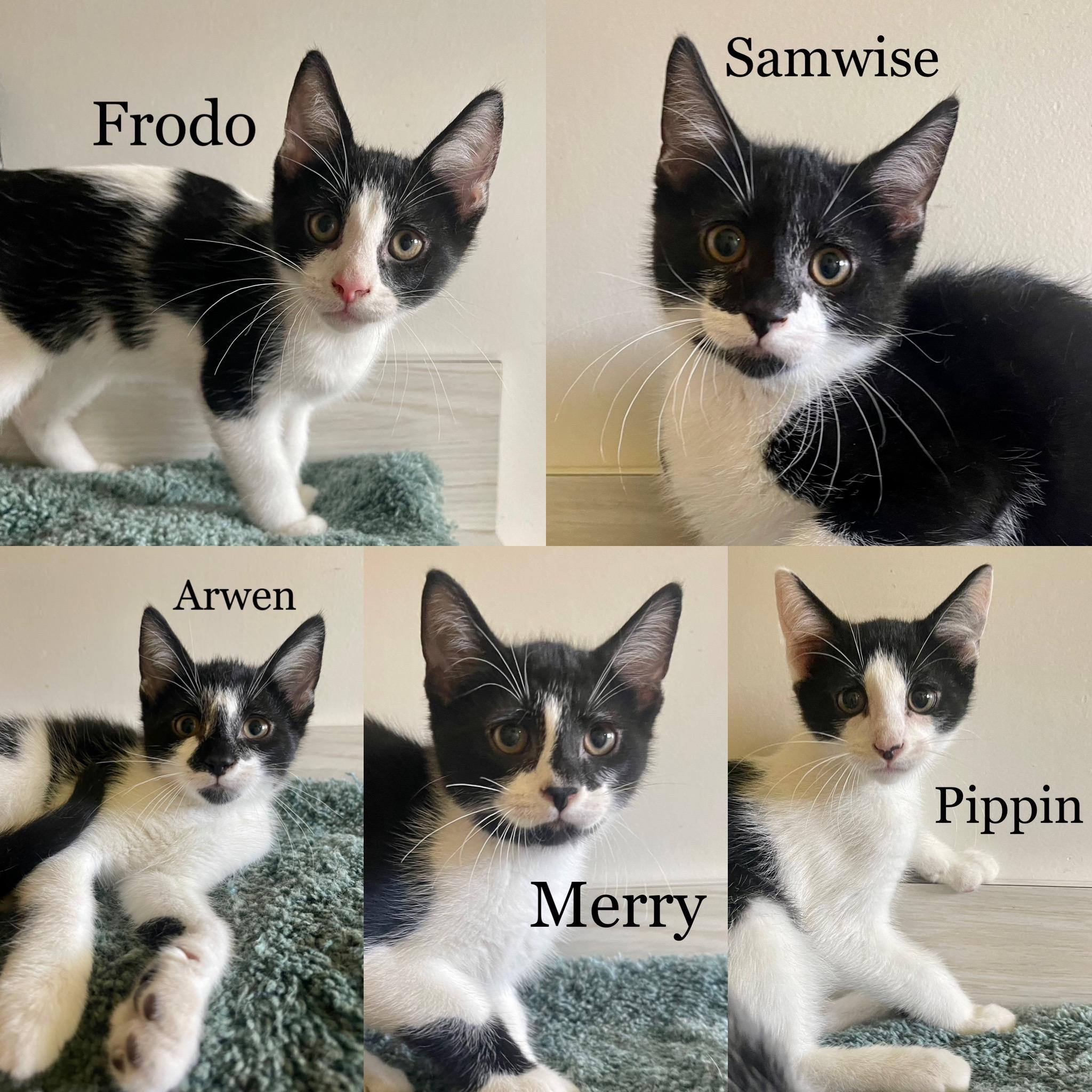 Merry-Pippin-Samwise-Frodo-Arwen
